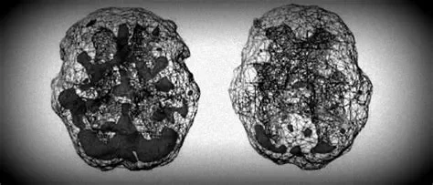 Black and white microscopic images of cellular or biological structures.