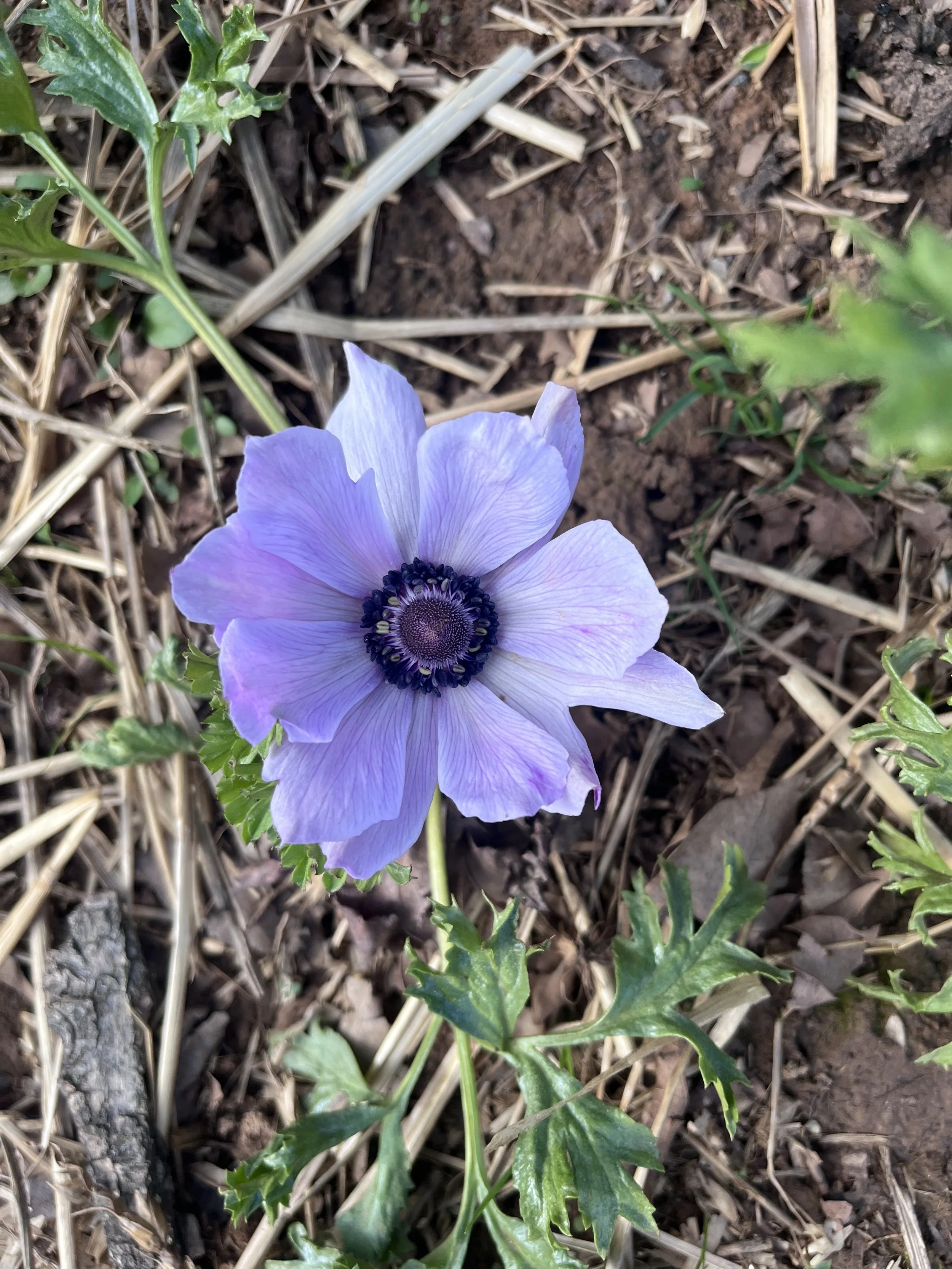 Boutique Bouquet UPick