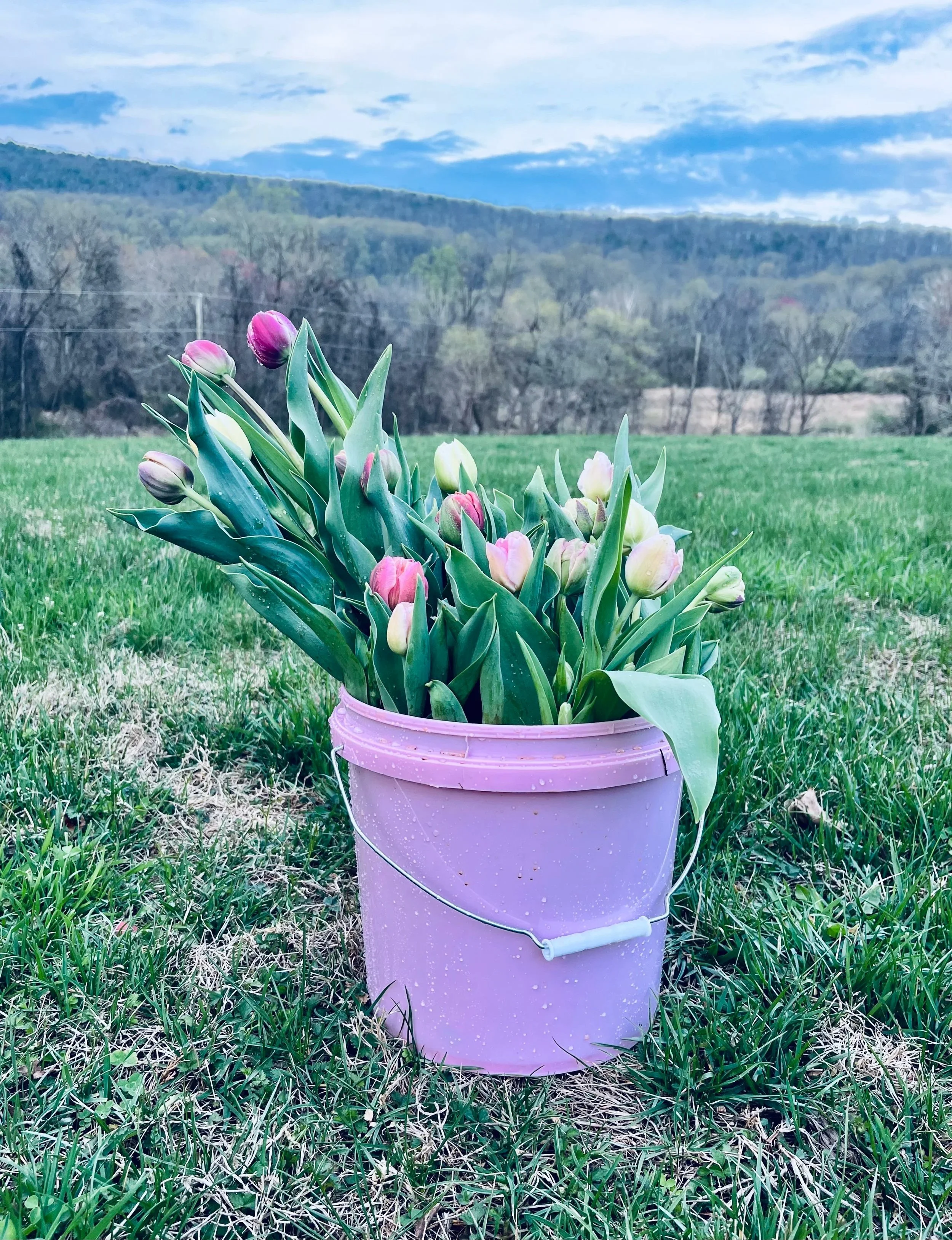 DIY Bridal/Event Buckets