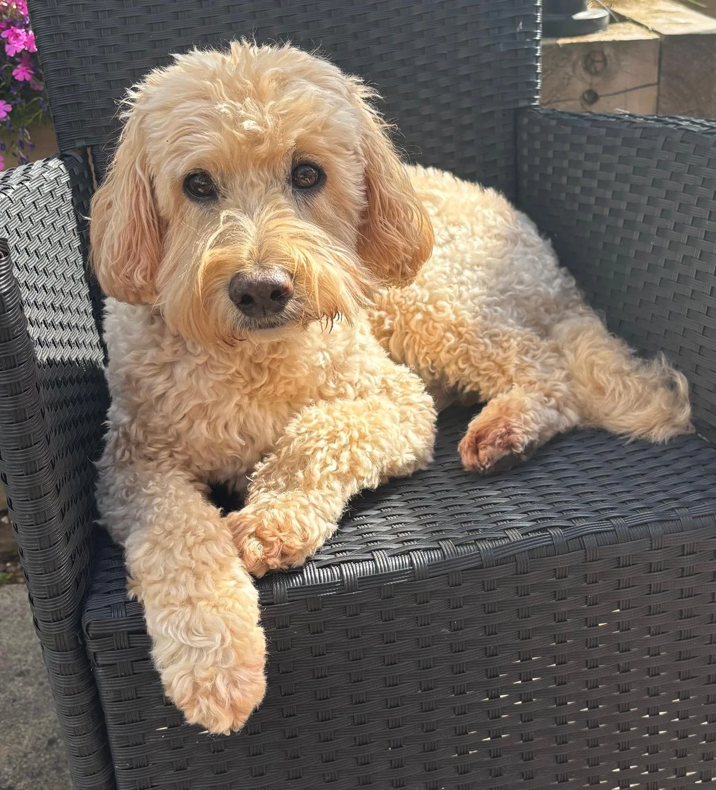 Alfie