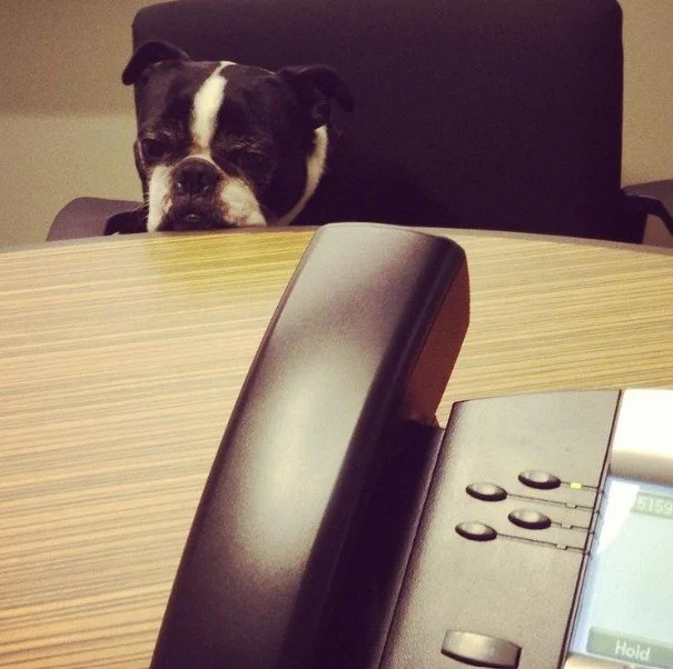 National Take Your Dog to Work Day