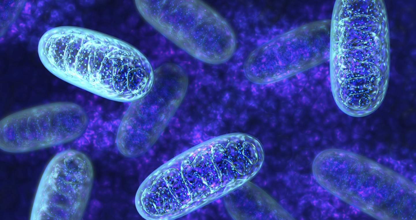 Mitochondria And Inflammation
