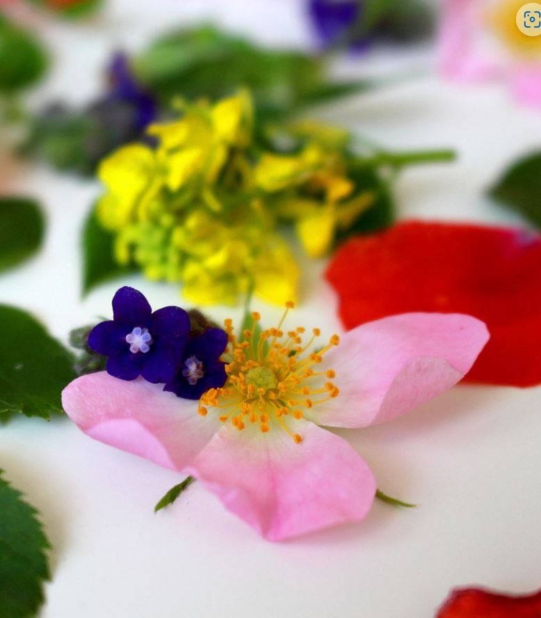 Fleurs délicates illustrant les bienfaits des fleurs de Bach en naturopathie : soutien émotionnel, apaisement du stress, équilibre intérieur et harmonisation du terrain.