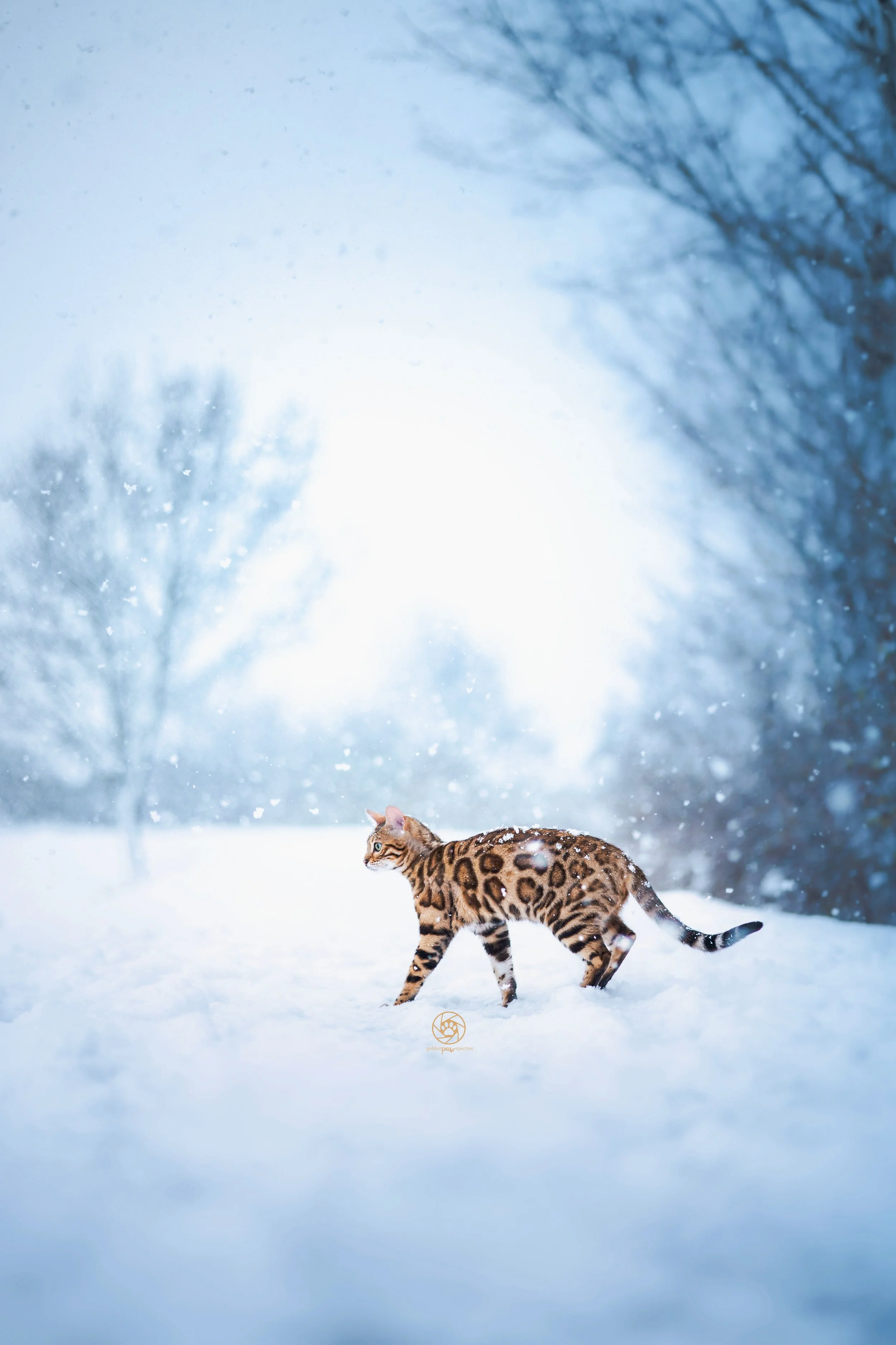D6046A18-0AD2-4820-B154-DF12AAFEFAB7.jpeg