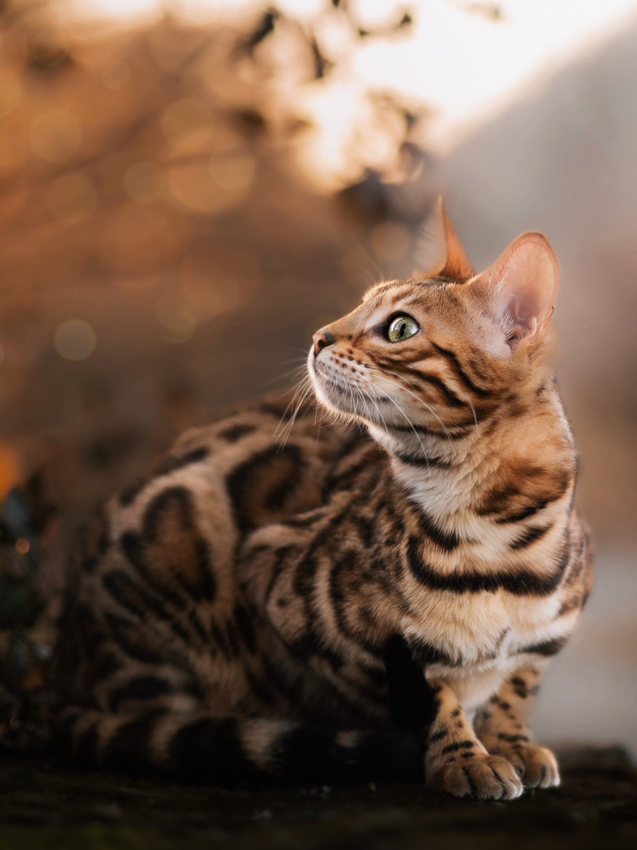 AFF5799C-62E3-40A4-BCB1-35A0D330F25F.jpeg