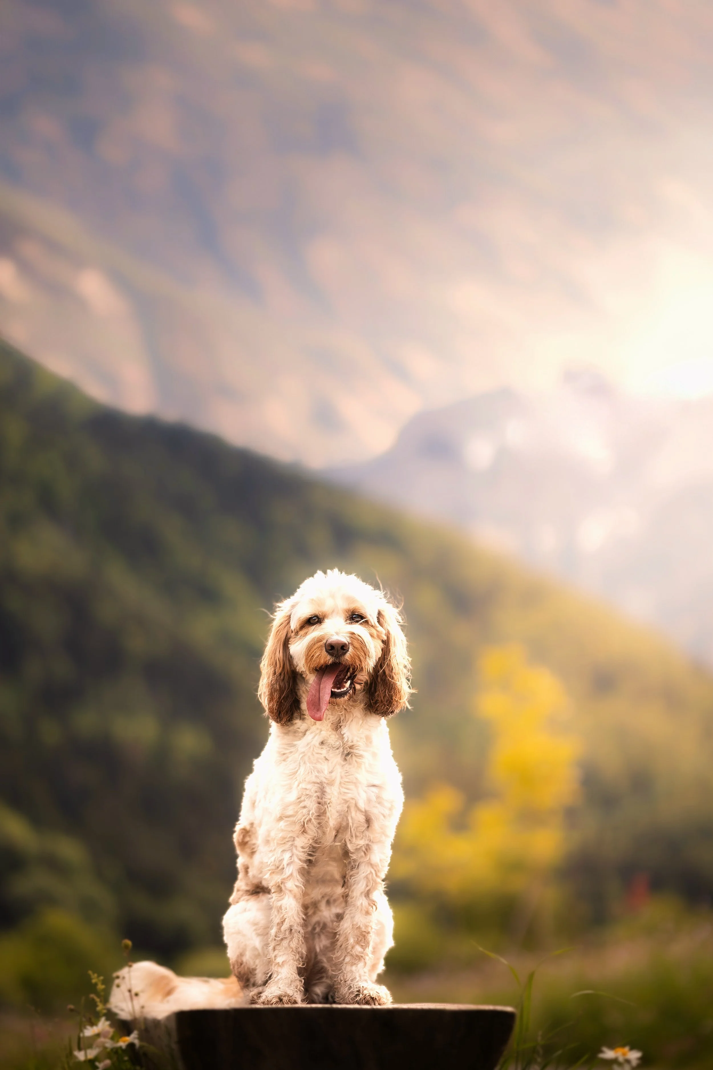 C53F02C7-D832-485B-80D9-08614F08E40D.jpeg