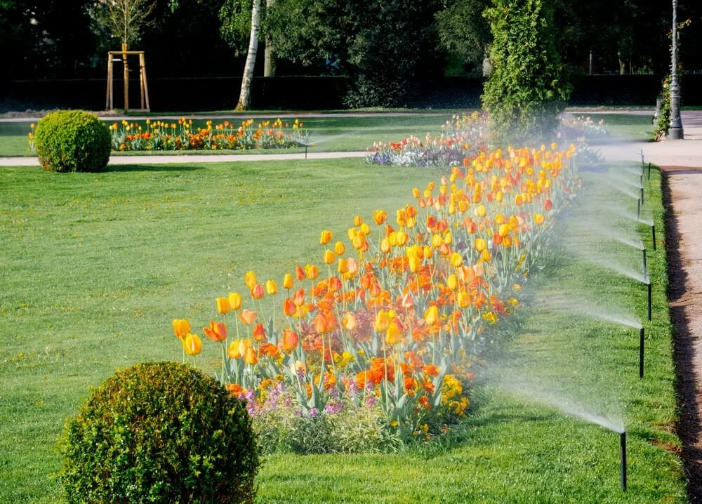 lawn irrigation with orange tulips 