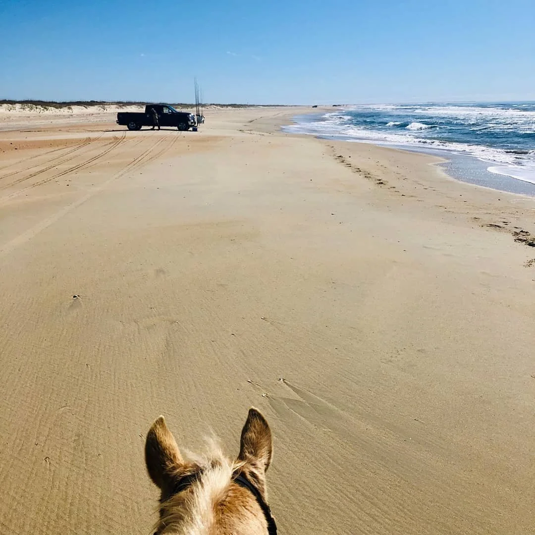 What a beautiful day! Come on spring cause we are ready!!
#outerbanks #equineadventures #horsebackriding #visitnc #hatterasisland #visitobx #theouterbanksnc