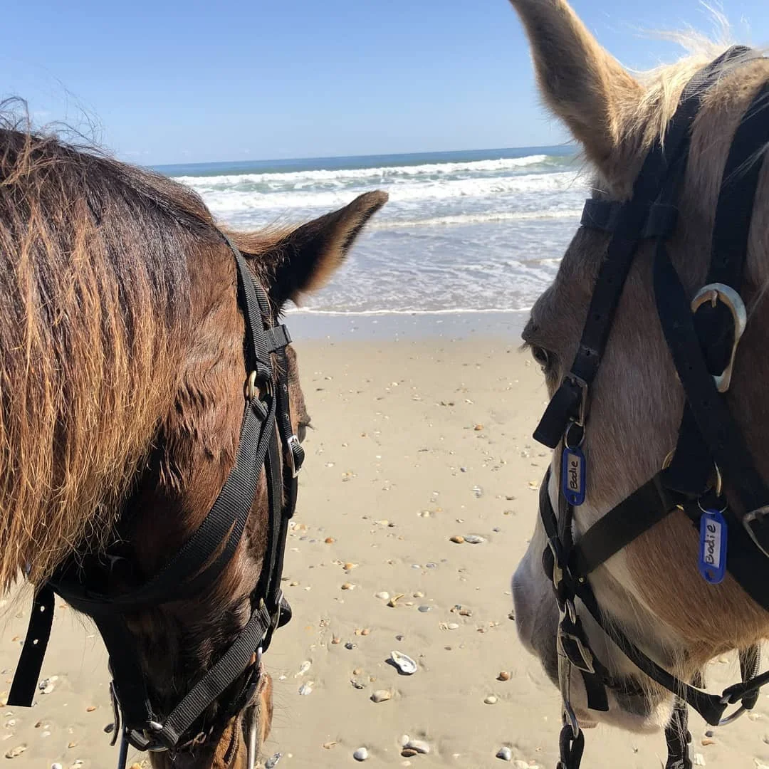 Check out that view!
#outerbanks #equineadventures #horsebackriding #visitnc #hatterasisland #visitobx #theouterbanksnc