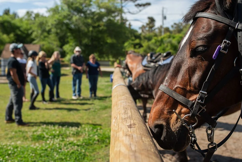 Close-up of a brown horse with a bridle, leaning over a wooden fence, with a group of people in the background at a horse training or riding facility.