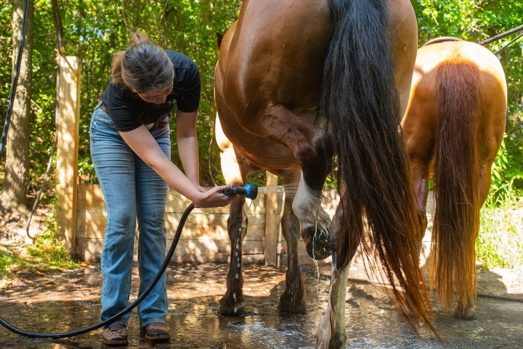 A woman washes a brown horse with a hose in a wooded outdoor area.