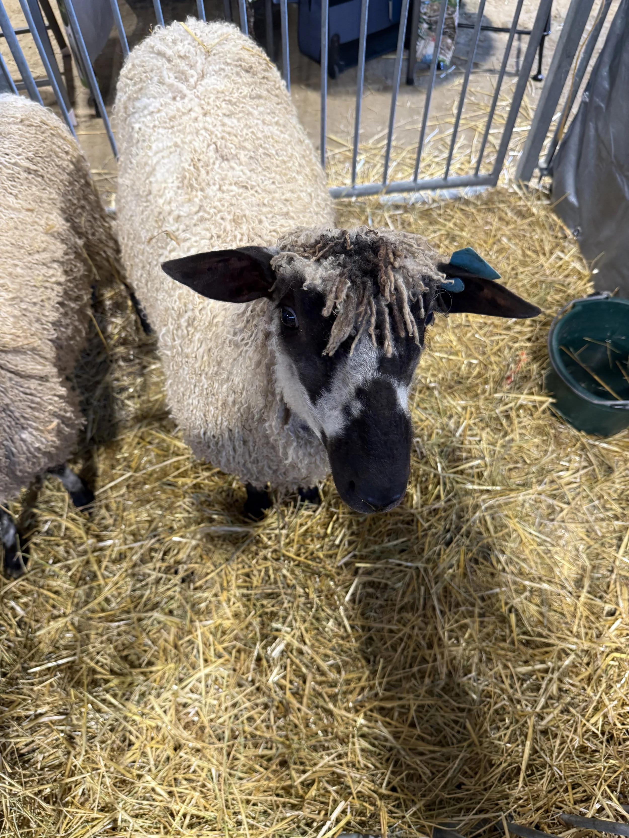 a teeswater sheep in a pen