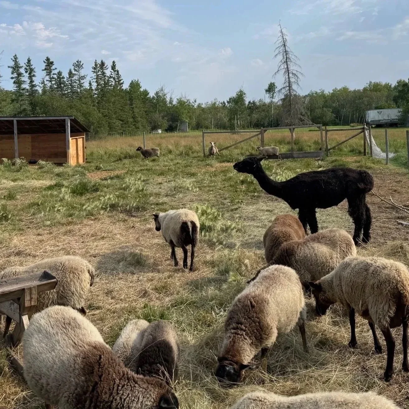 Visiting Sheep Farms (Coming Soon!)