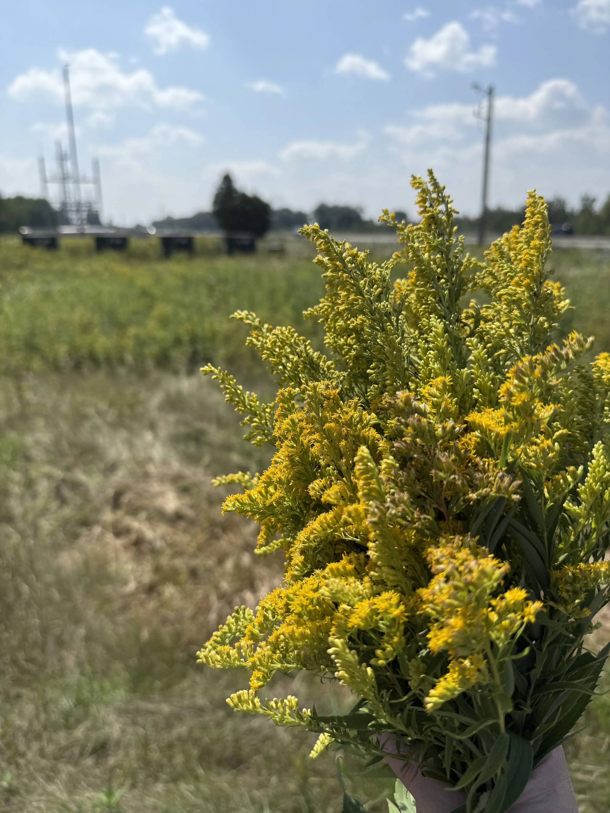 Foraging Goldenrod
