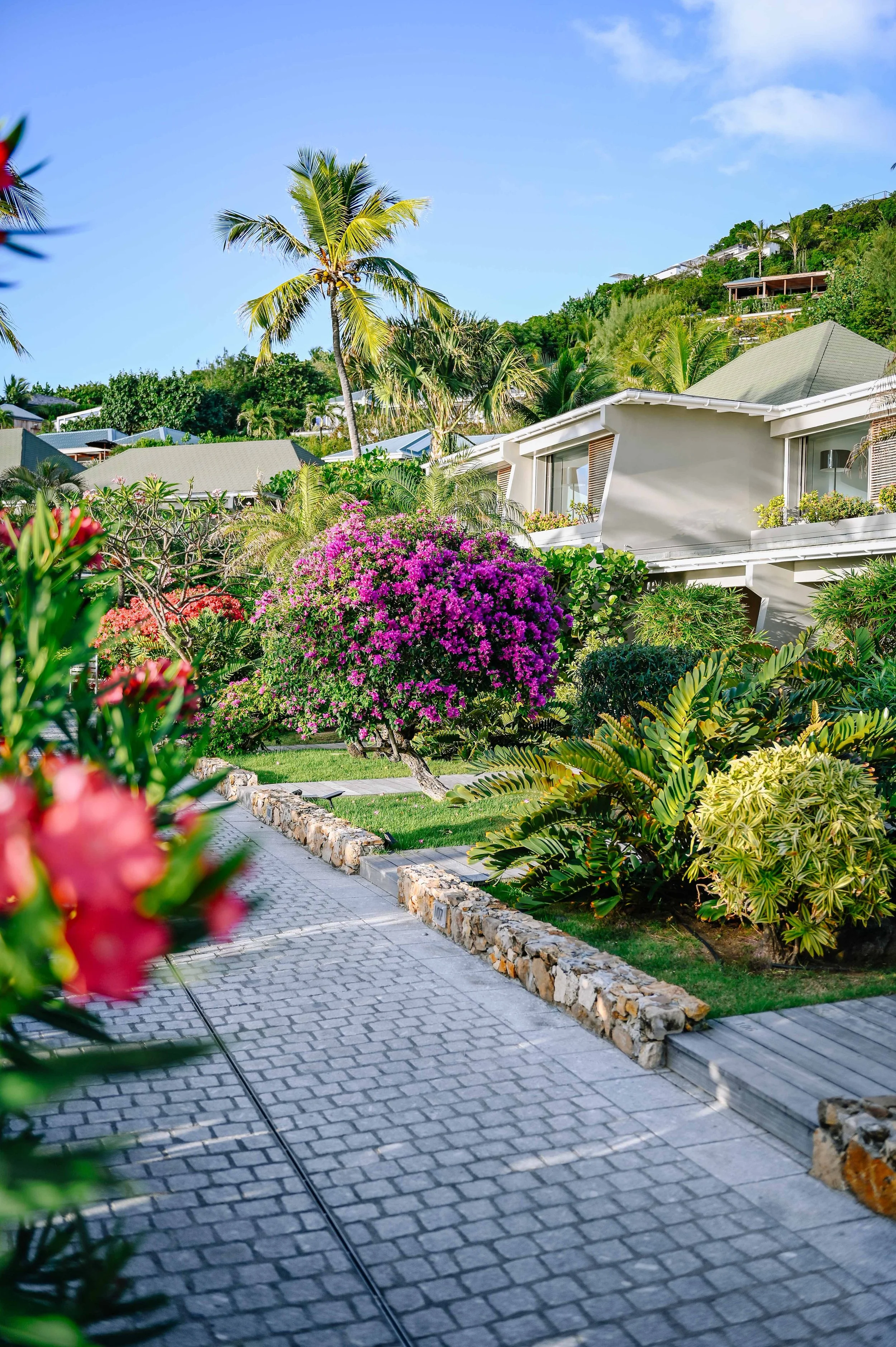 Une allée pavée bordée de jardins luxuriants avec des arbustes, un arbre fleuri violet et plusieurs palmiers devant une maison moderne dans un environnement tropical sous un ciel bleu.