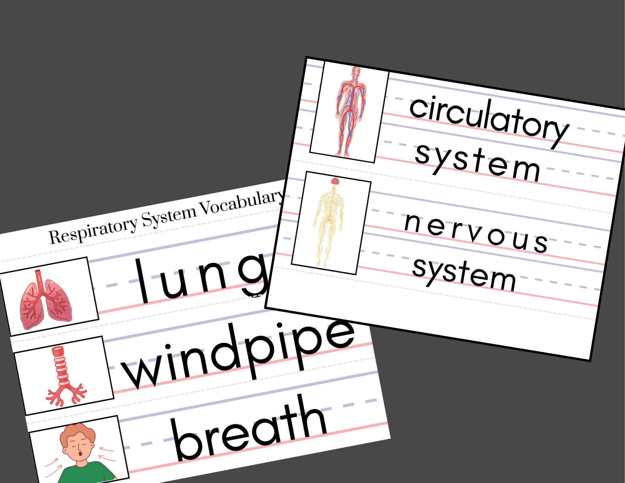 Copy of Bodily Systems (2).png