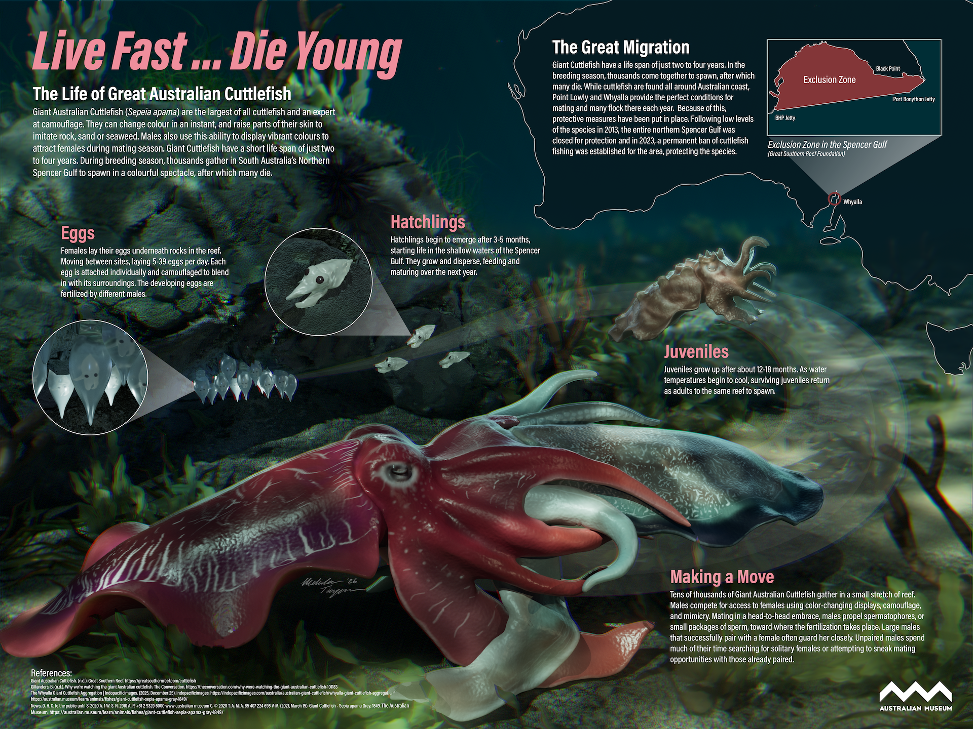 Museum Lifecycle Poster: Live Fast... Die Young