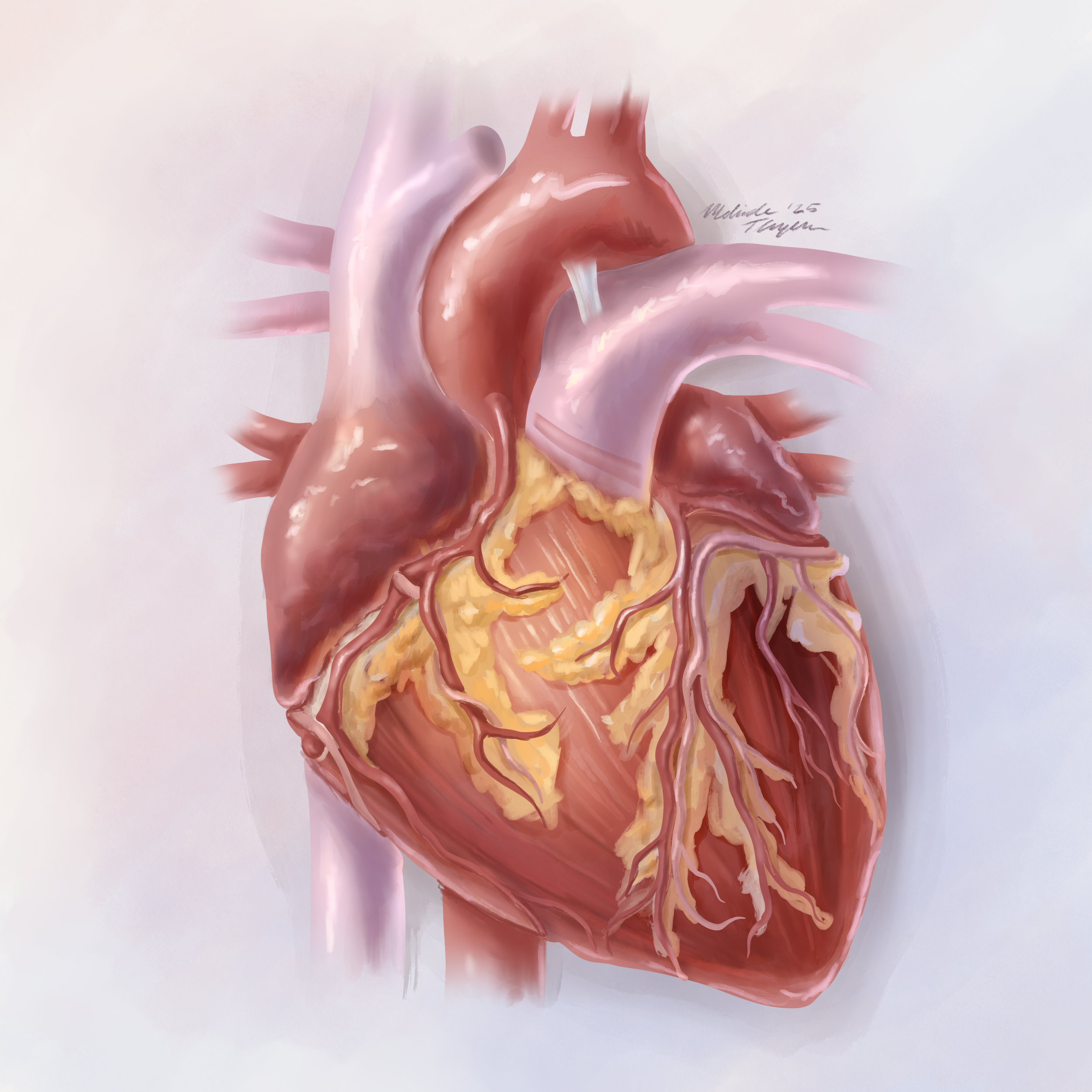 Organ study: The human heart in a painterly style