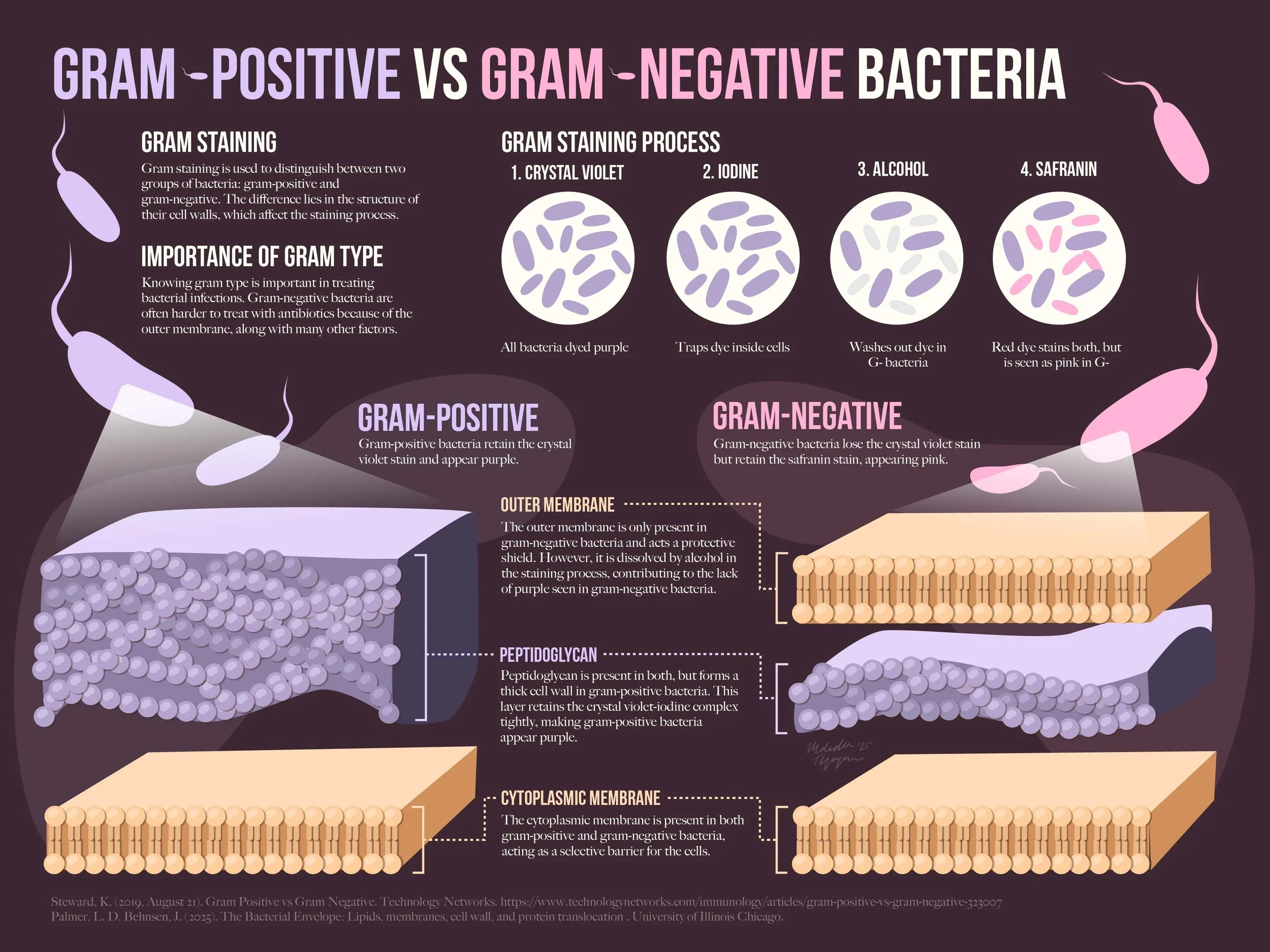 "Gram-positive vs Gram-negative Bacteria": Undergraduate molecular biology poster. 