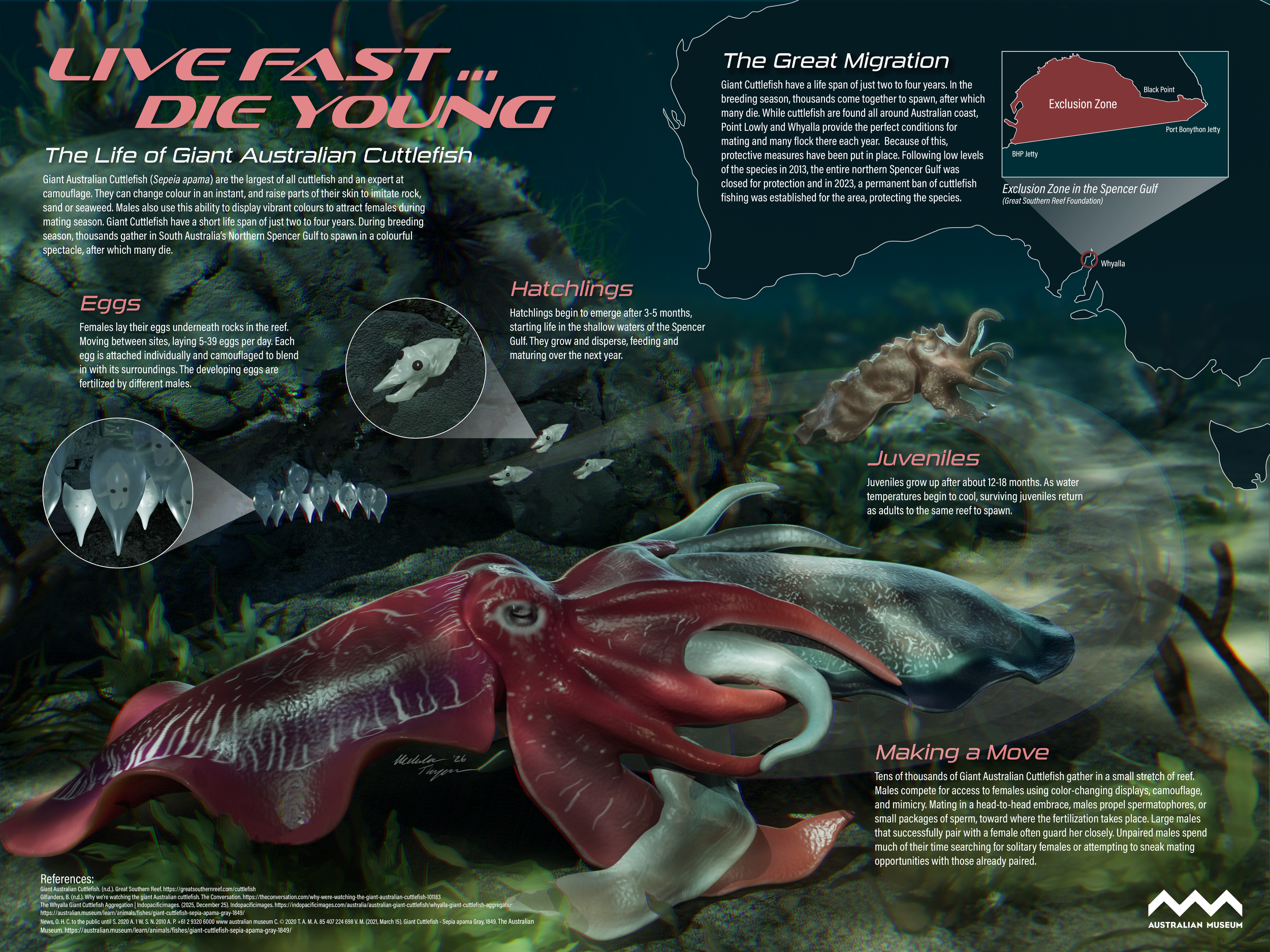 ThompsonM_Cuttlefish.png