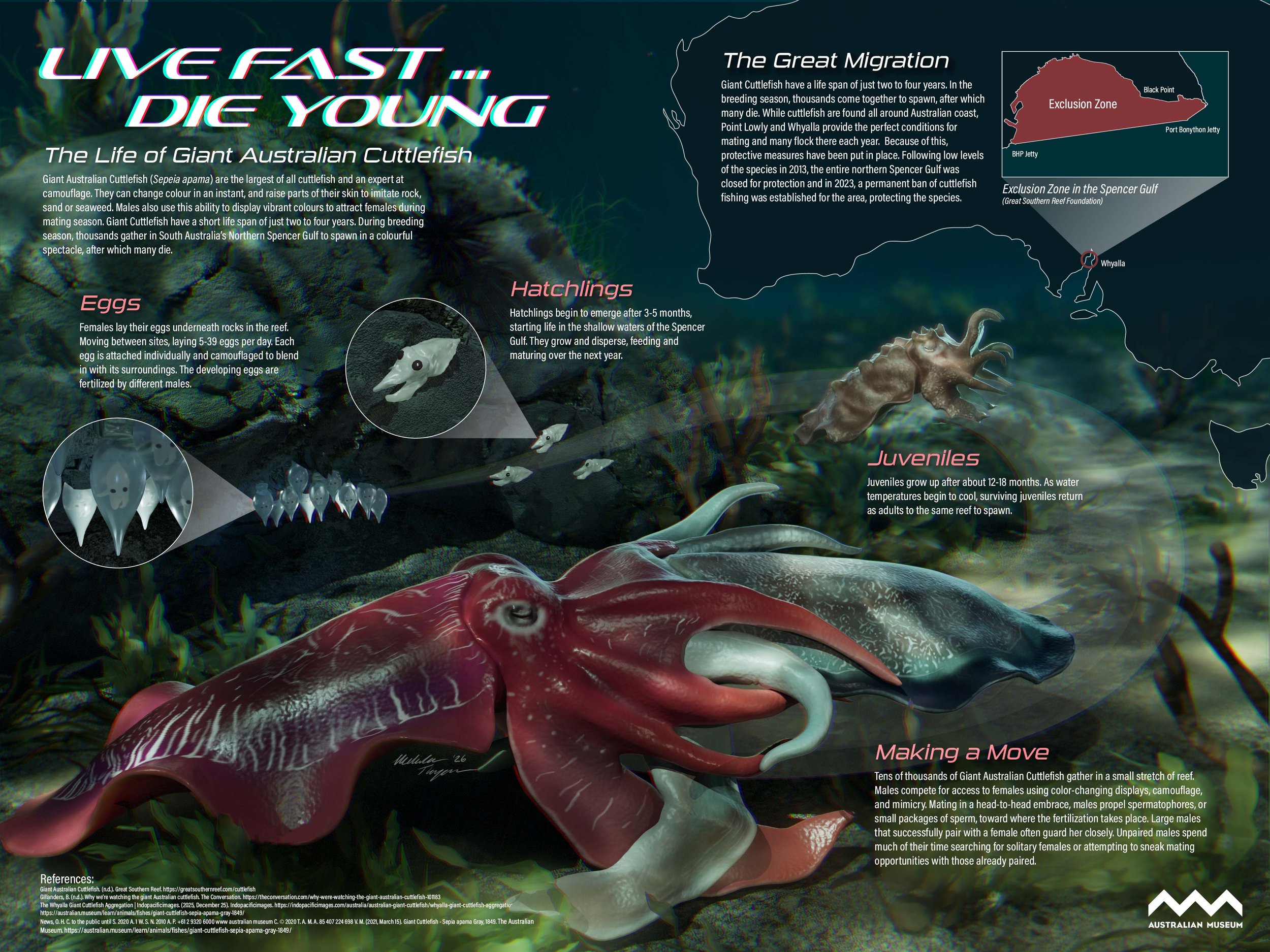 cuttlefish poster for website.jpg