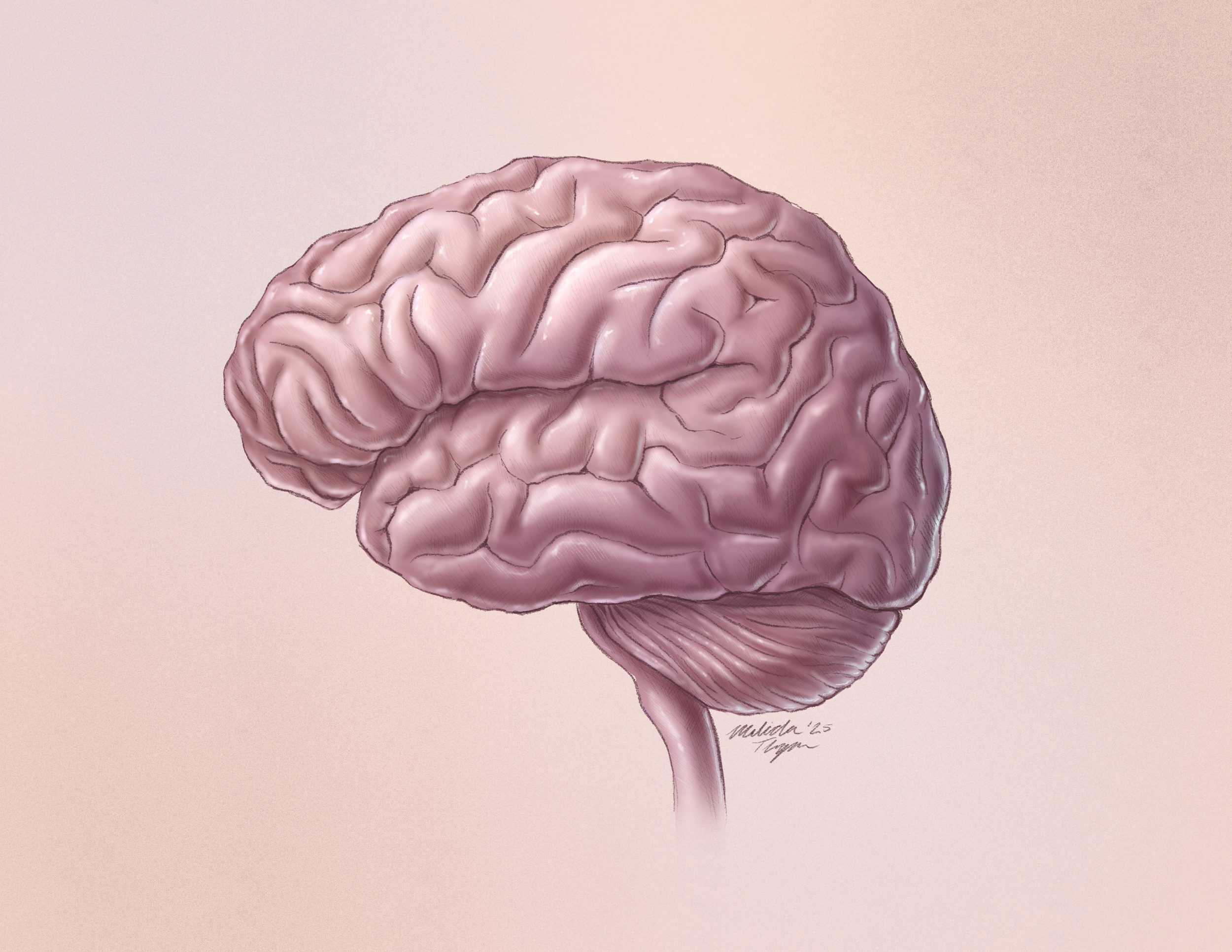 Organ study: The human brain