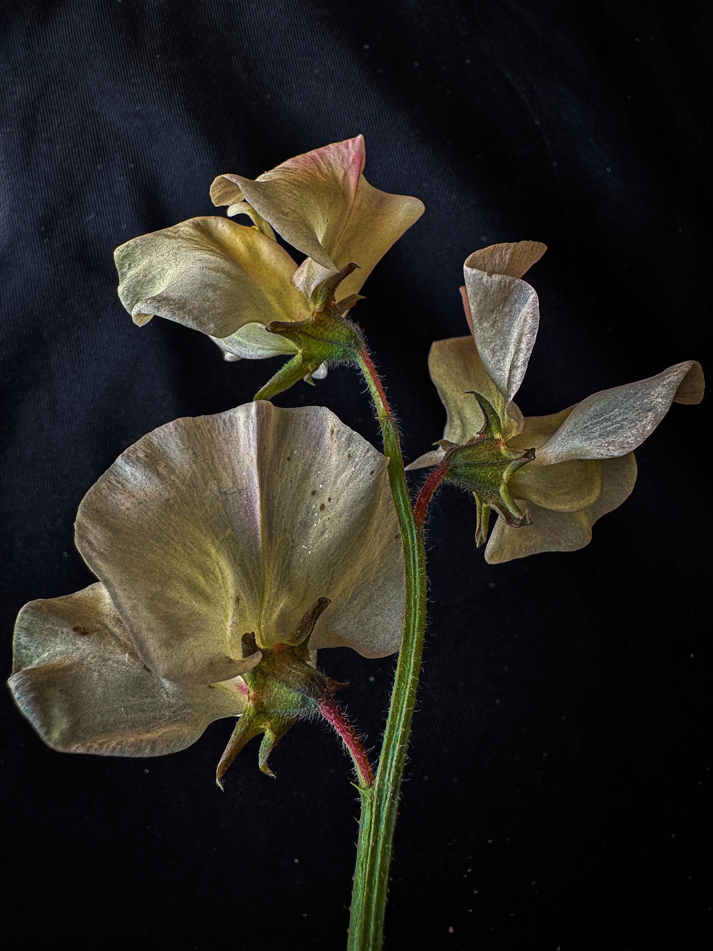 caroline-oleron-macro-photography-sweetpeas.jpeg