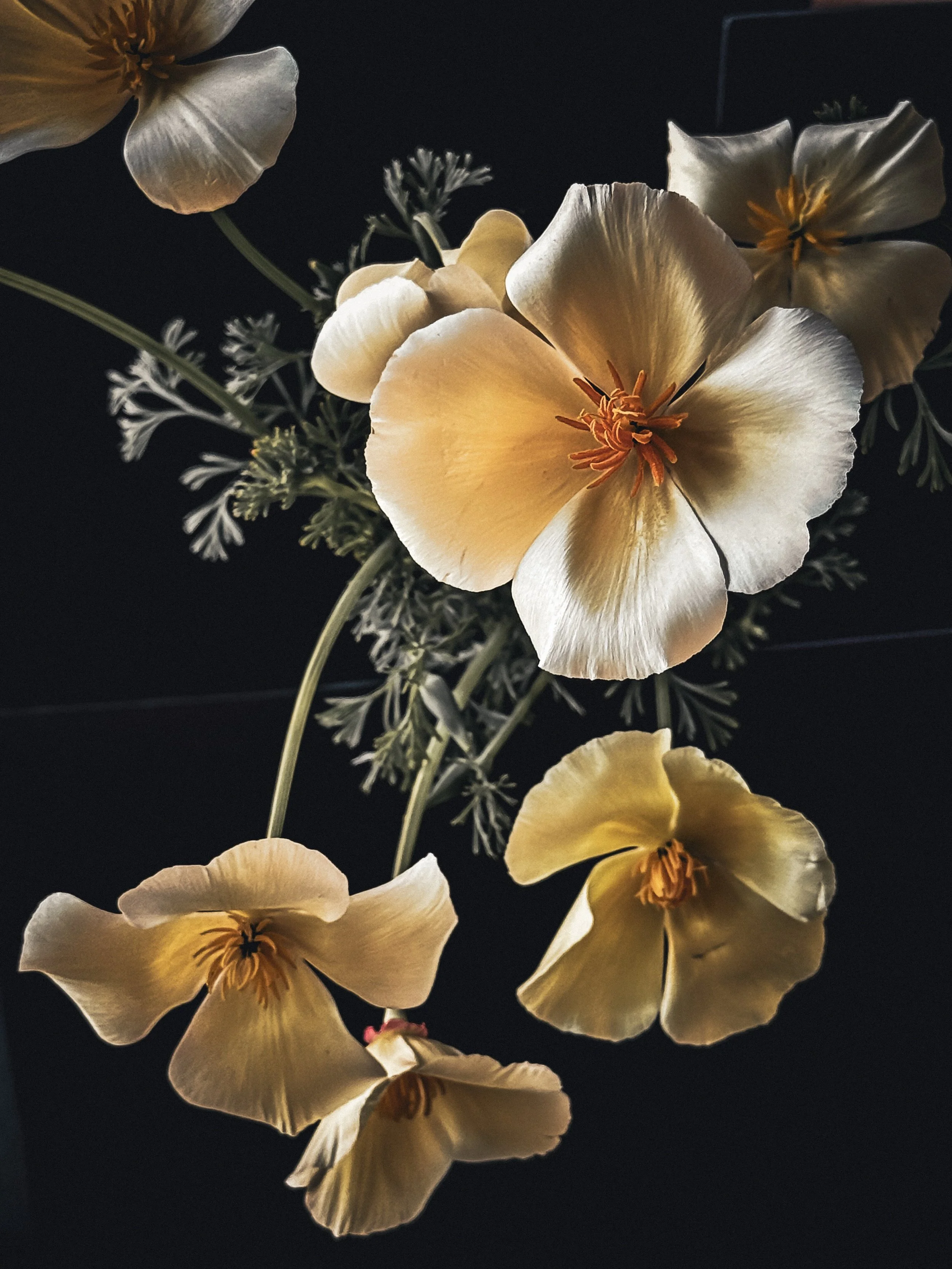 caroline-oleron-macro-photography-Meconopsis cambrica.jpeg