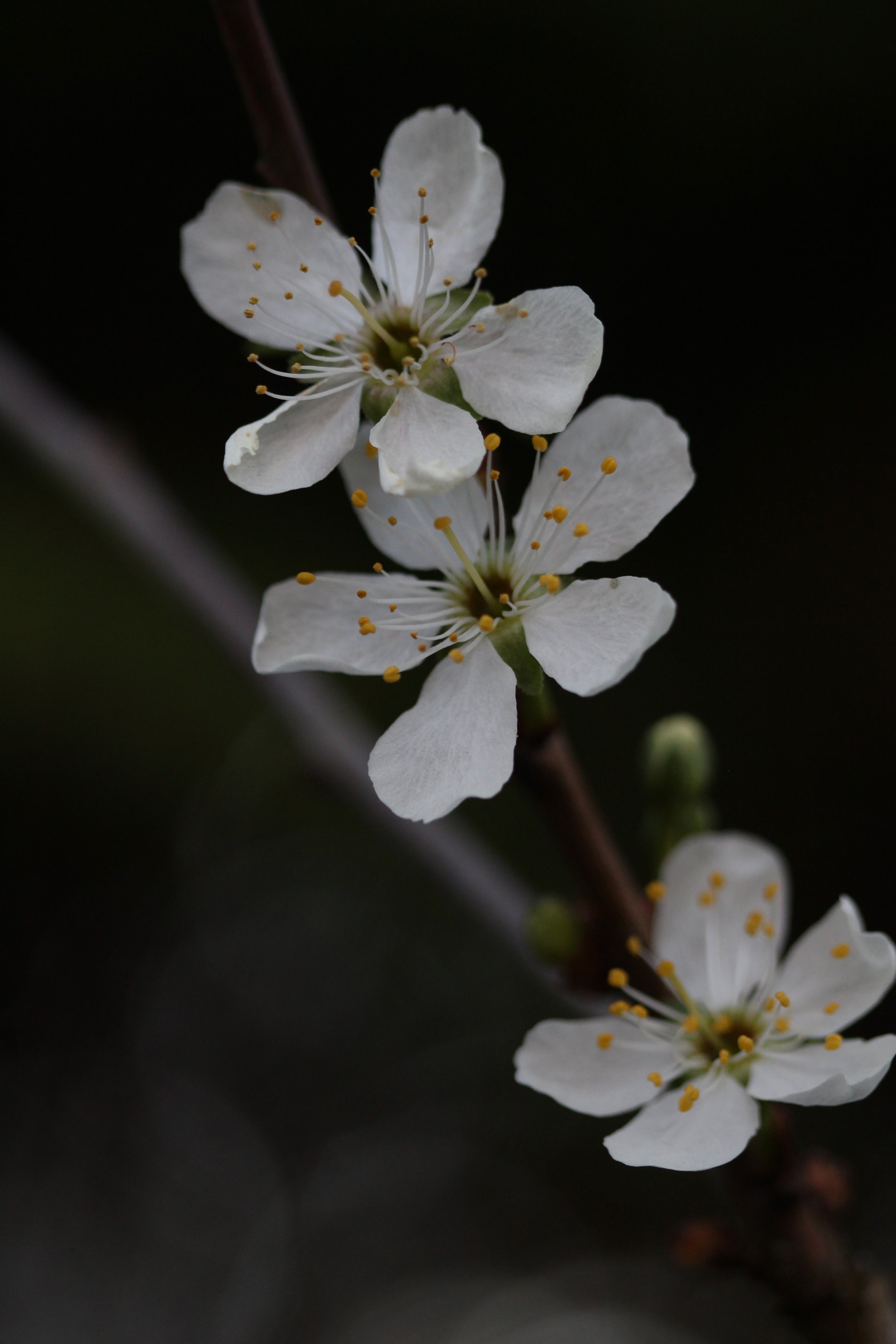 caroline-oleron-macro-photography-cherry-blossom.jpeg