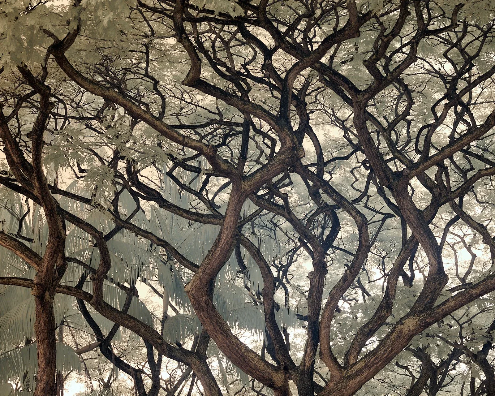 A Dense cluster of intertwined tree branches and leaves, with some sunlight filtering through.