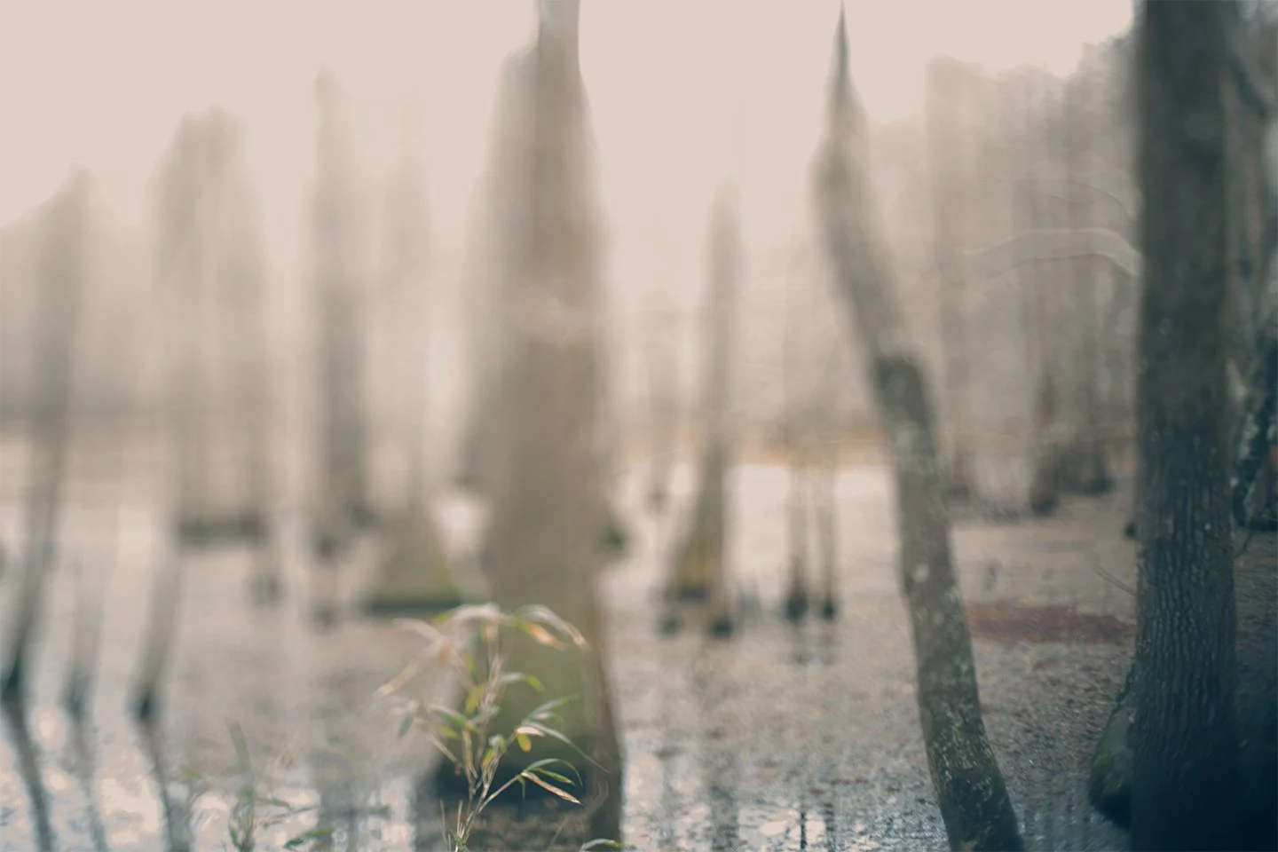 Kim_Turner_Smith_Swamp_Impression_sm.jpg