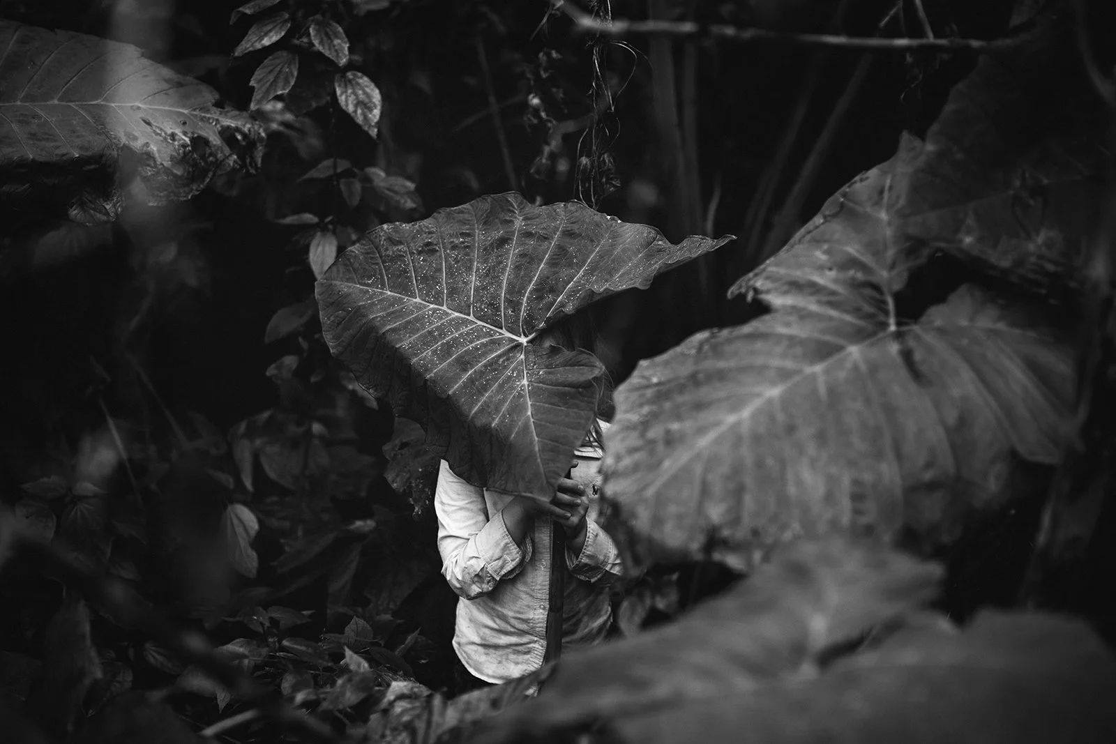 29_fronds.jpg
