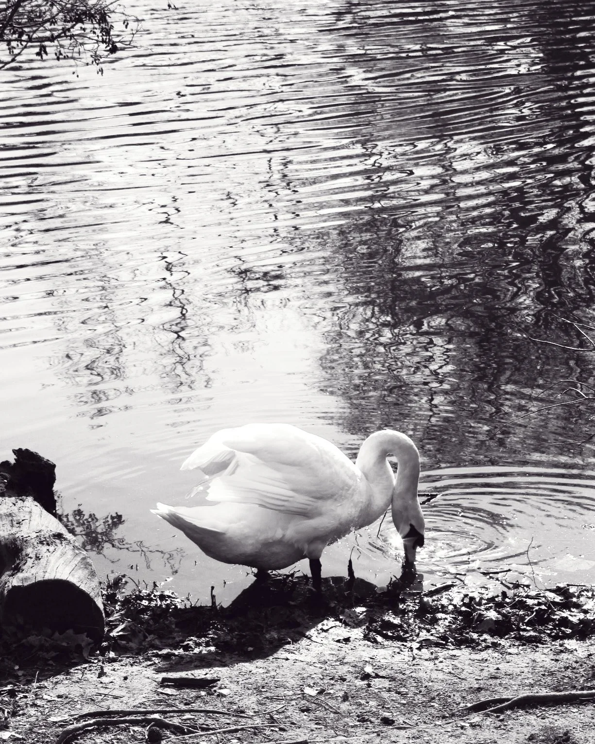 whiteswan.jpg