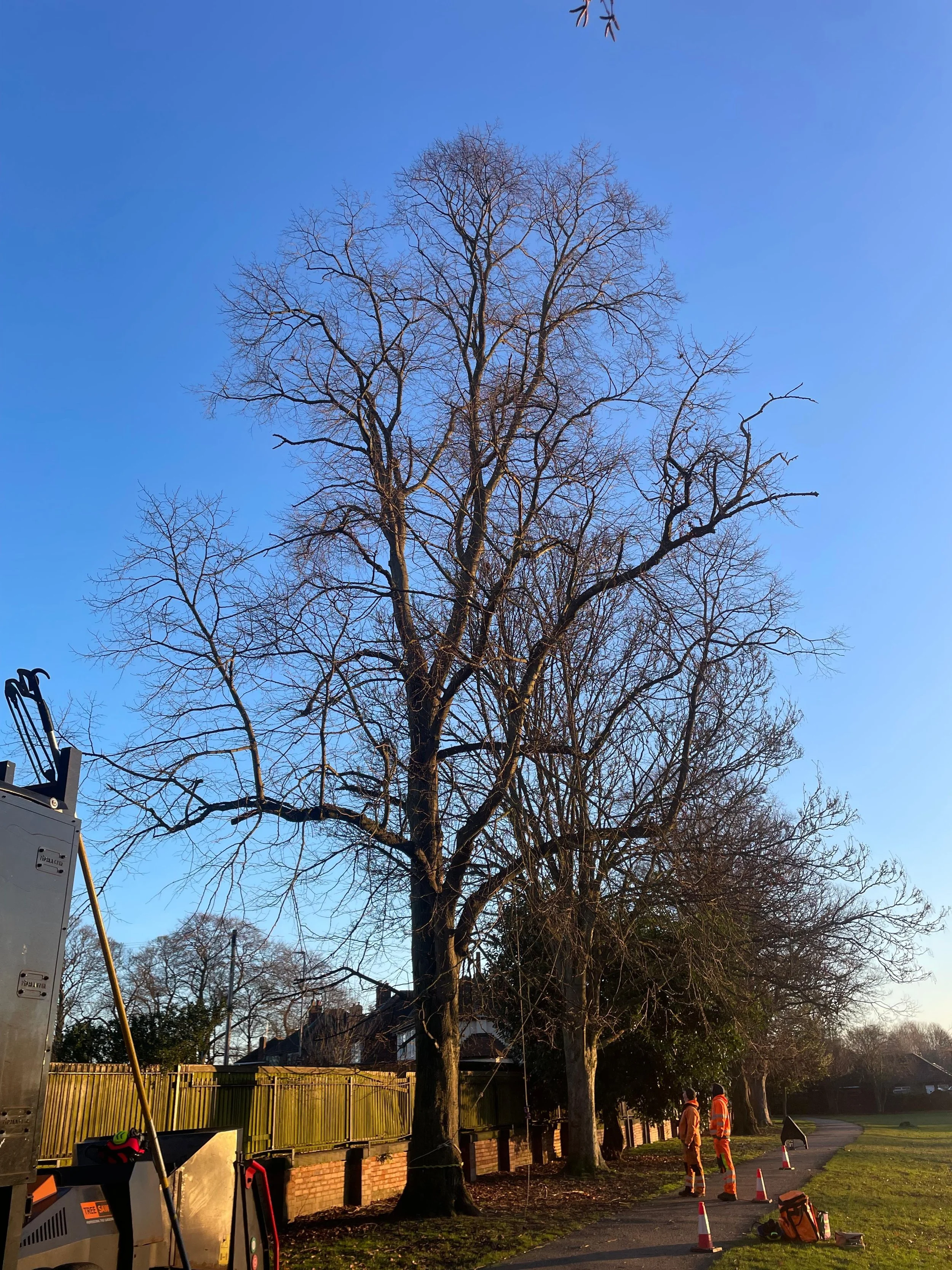Two workers in orange safety gear talking by a leafless tree on a sidewalk with a yellow fence and houses in the background, under a clear blue sky.