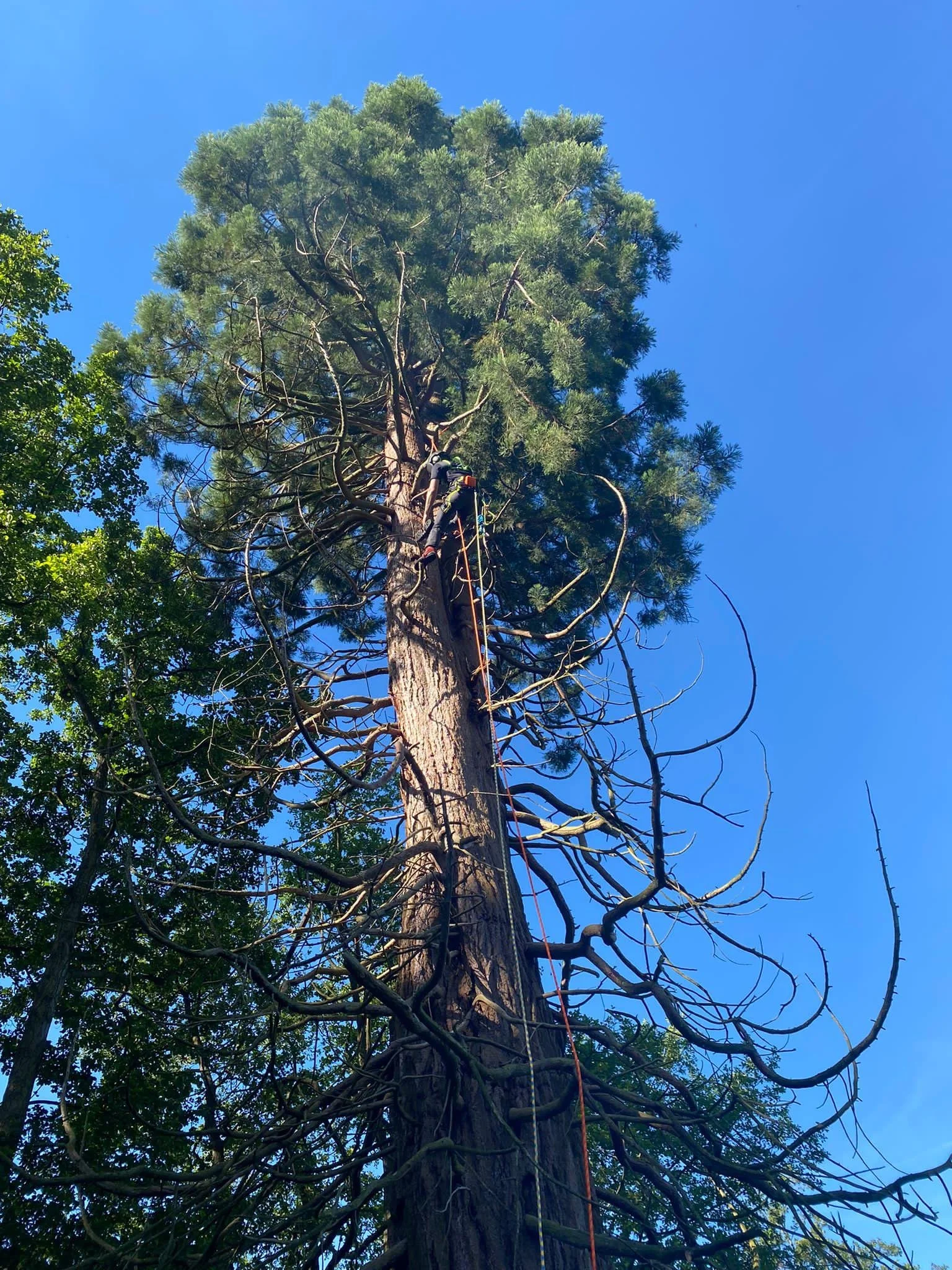 A worker using ropes and safety gear climbing a tall pine tree against a clear blue sky.