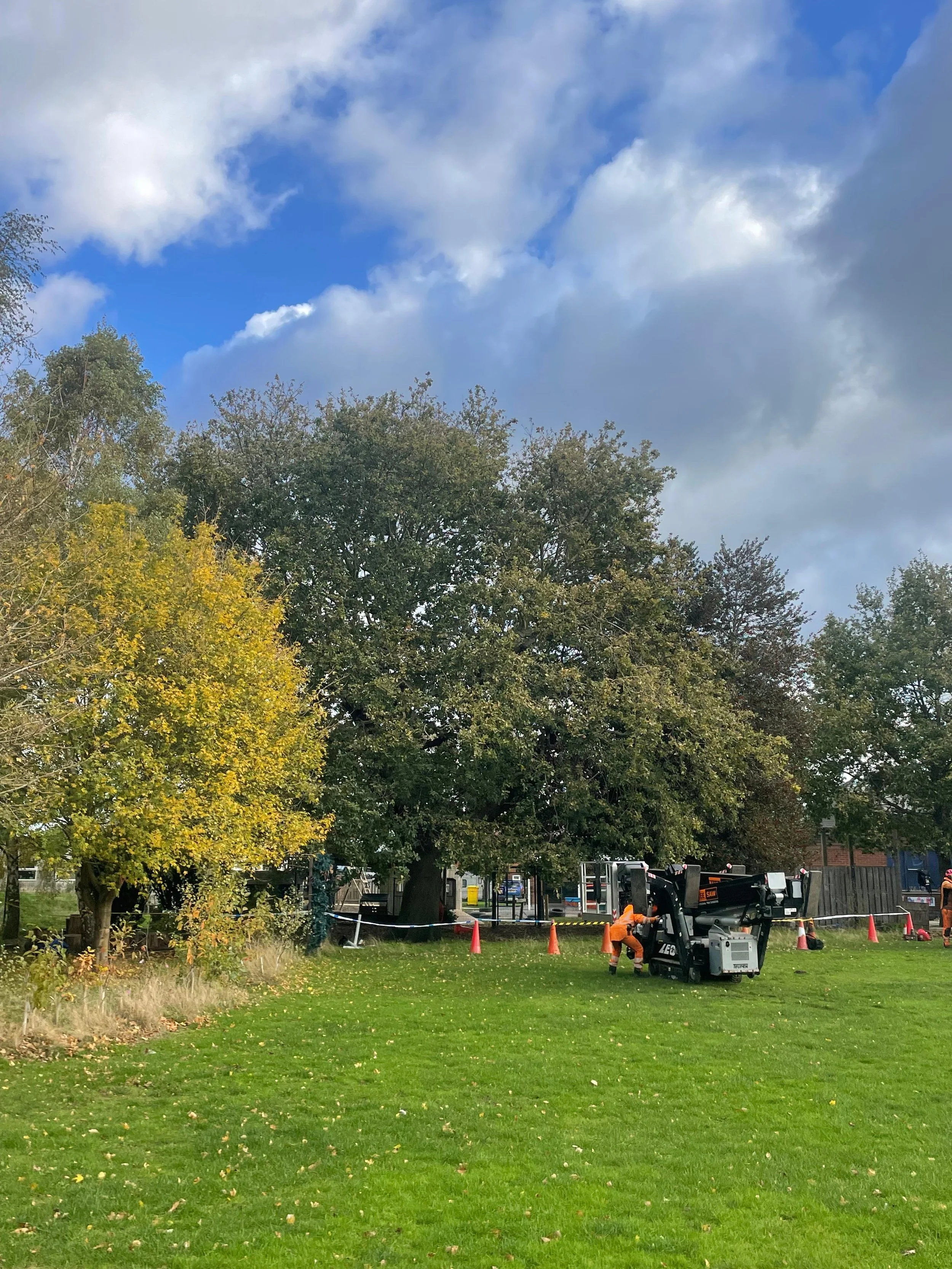 Workers repairing or maintaining a tree in a park under a partly cloudy sky, with orange cones and safety barriers around the area.