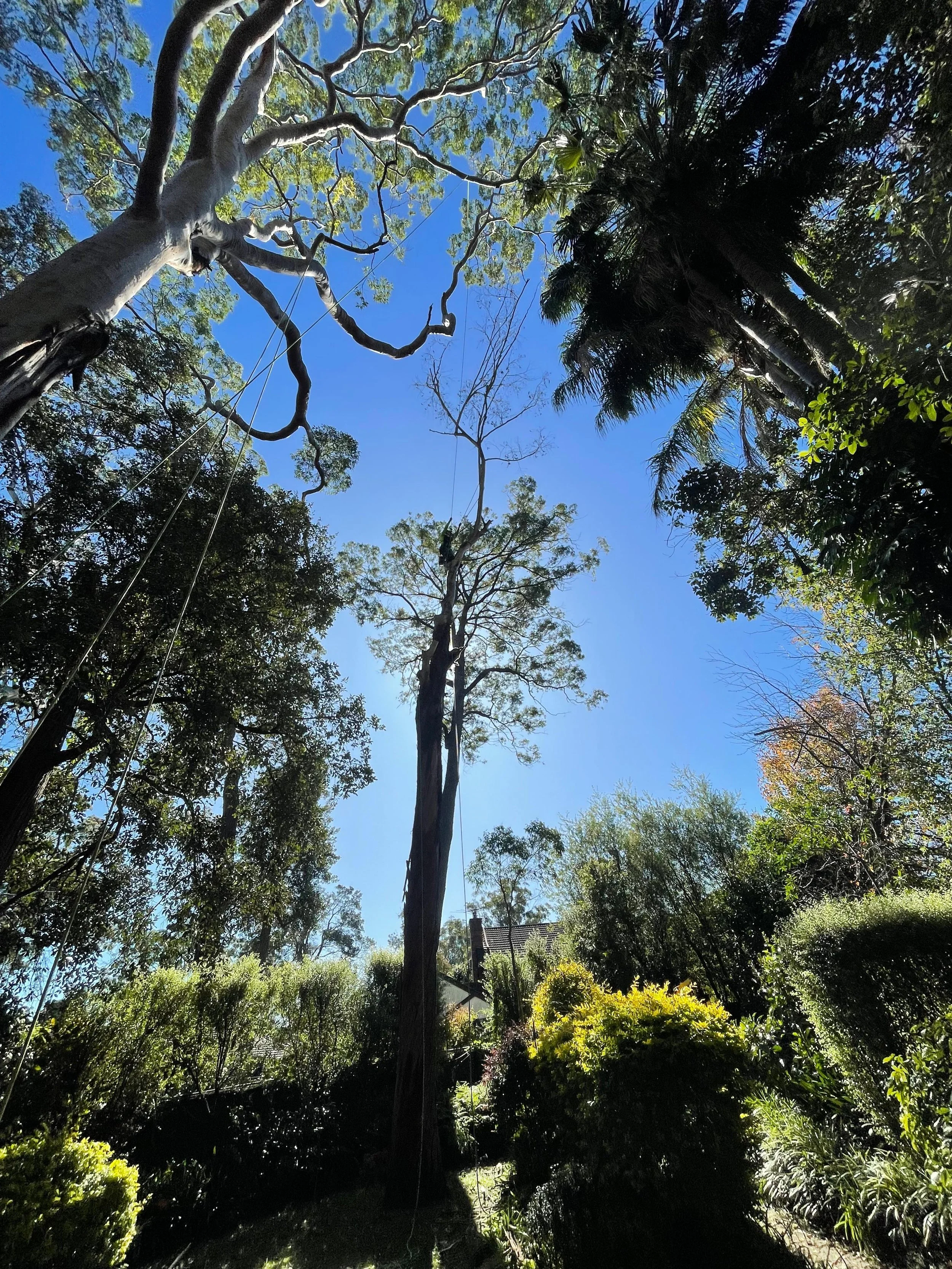 Looking up at tall trees and a clear blue sky in a lush garden.