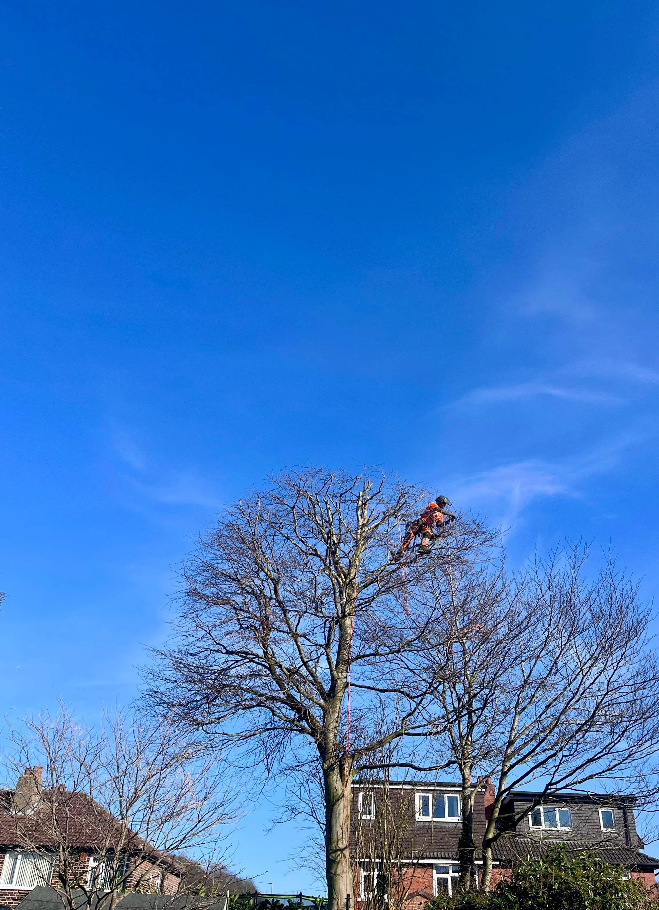Tree Pruning and Maintenance
