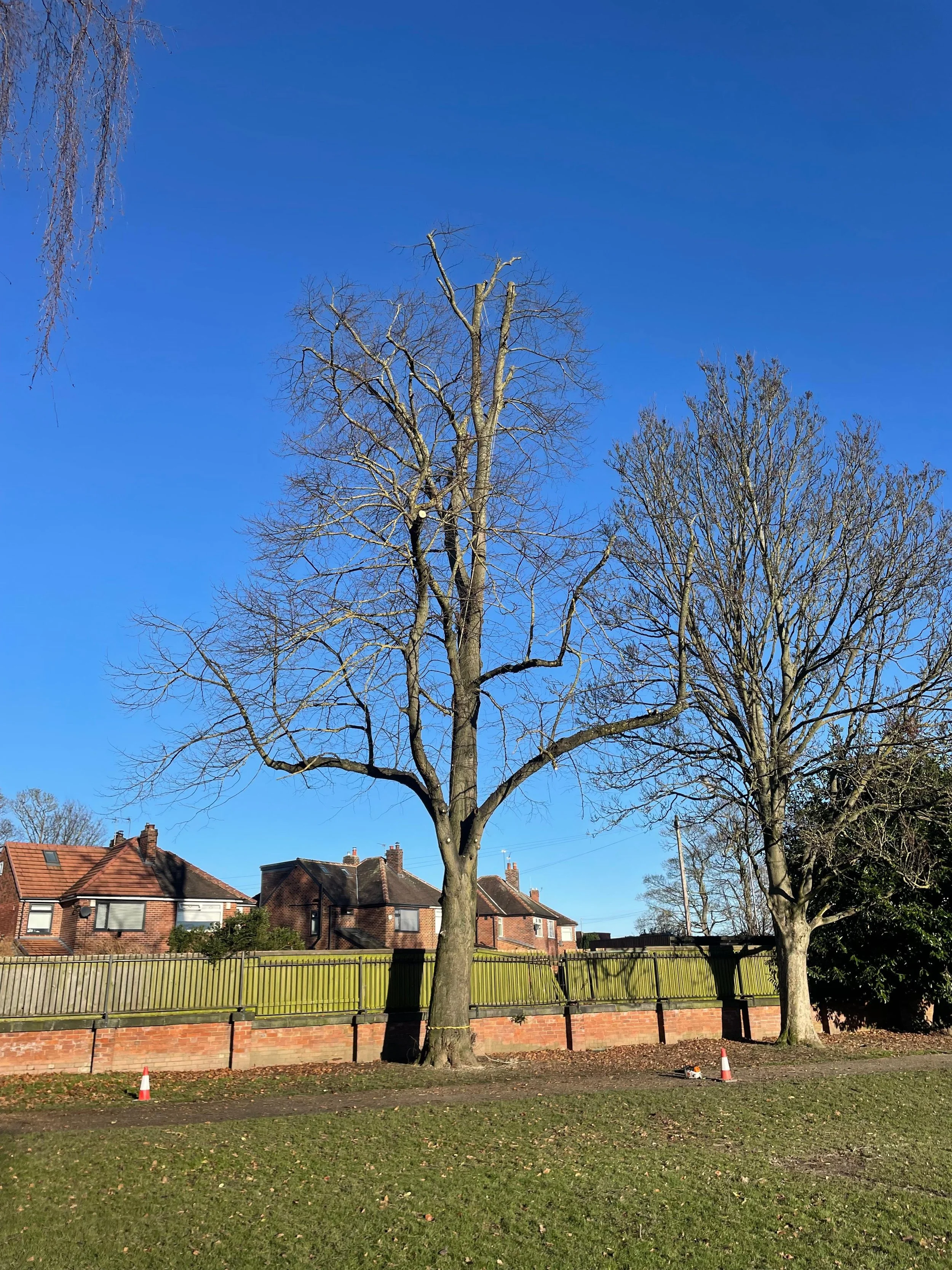 Two leafless trees in a park area with houses and a wooden fence in the background, on a clear and sunny day.