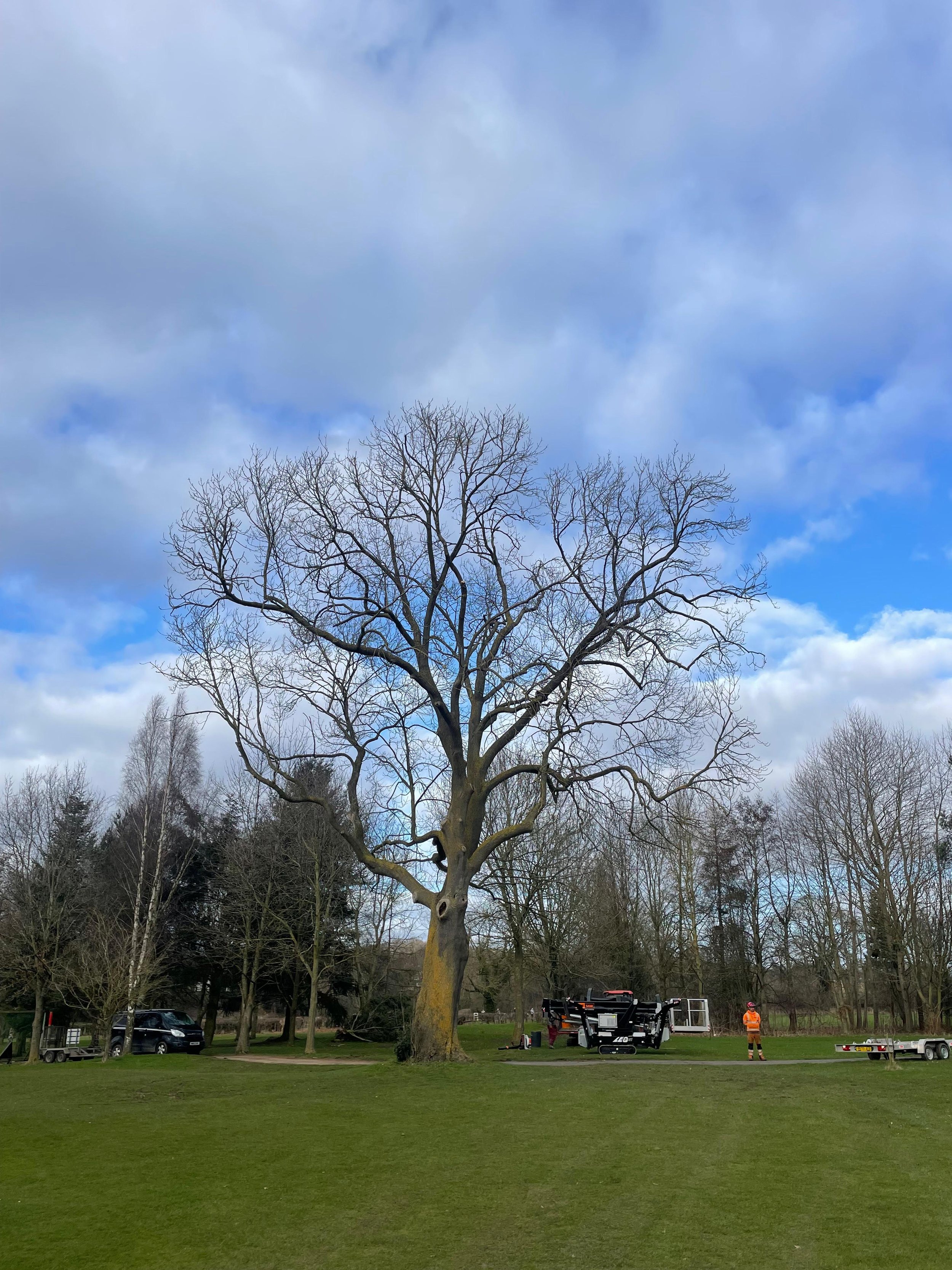 A leafless tree in a park with grass, a cloudy sky, a worker in orange safety gear, and equipment nearby.