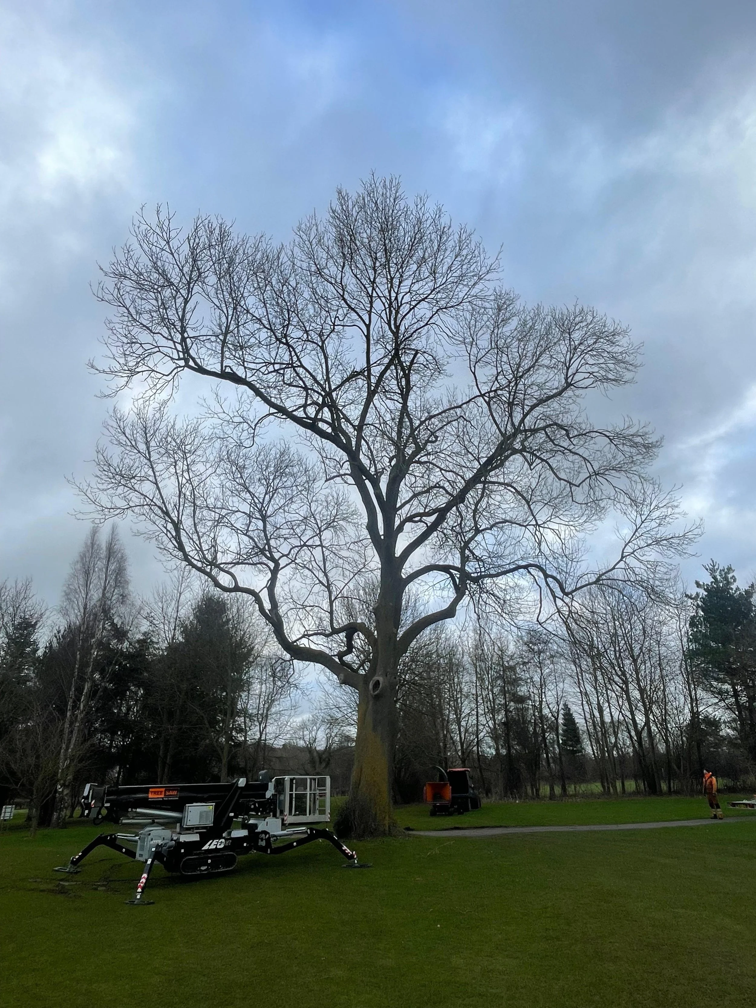 A large, leafless tree in a park with a cloudy sky overhead. In front of the tree, there is a piece of cherry picker equipment on the grass, and a worker in a high-visibility vest is seen to the right.