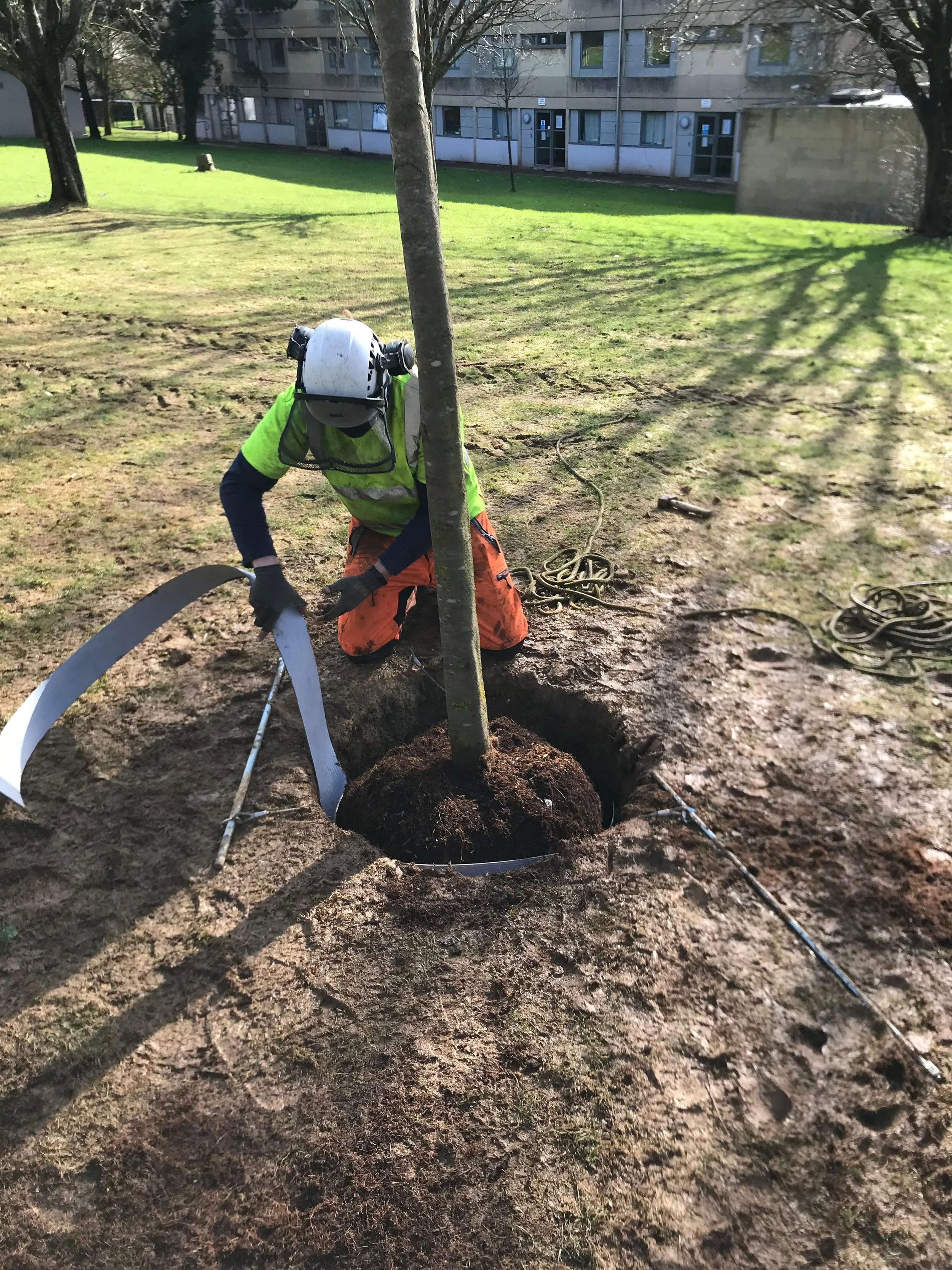A worker planting a tree in a park, kneeling in a hole with soil around the base of the tree, using tools, wearing safety gear including a helmet, gloves, and high-visibility clothing.