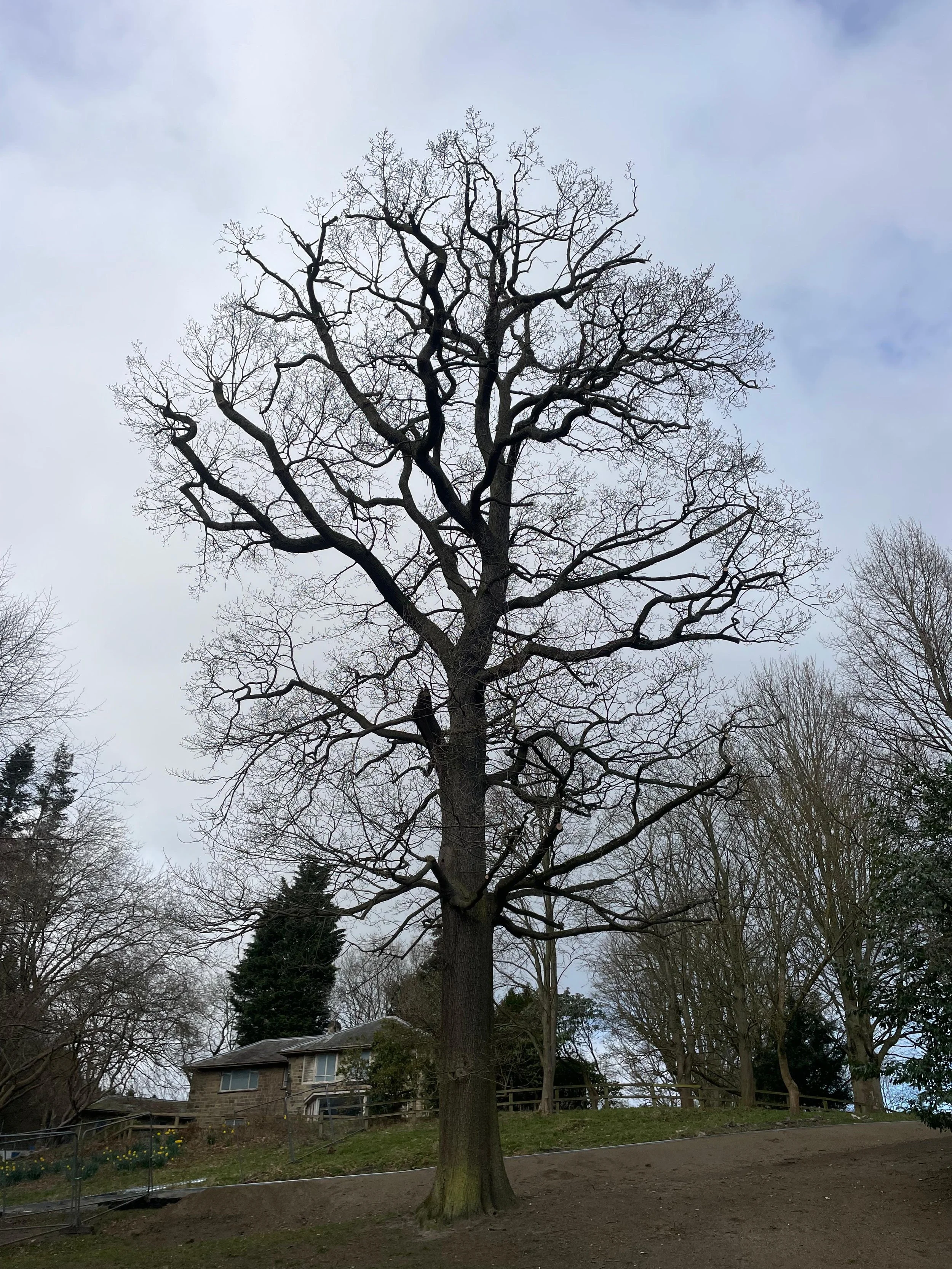 A tall, leafless tree with numerous branches against a cloudy sky, with houses and other trees in the background.