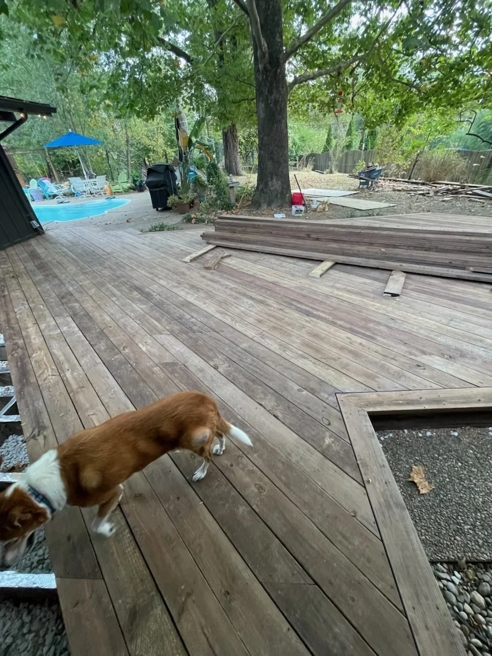 Wood deck with a family dog