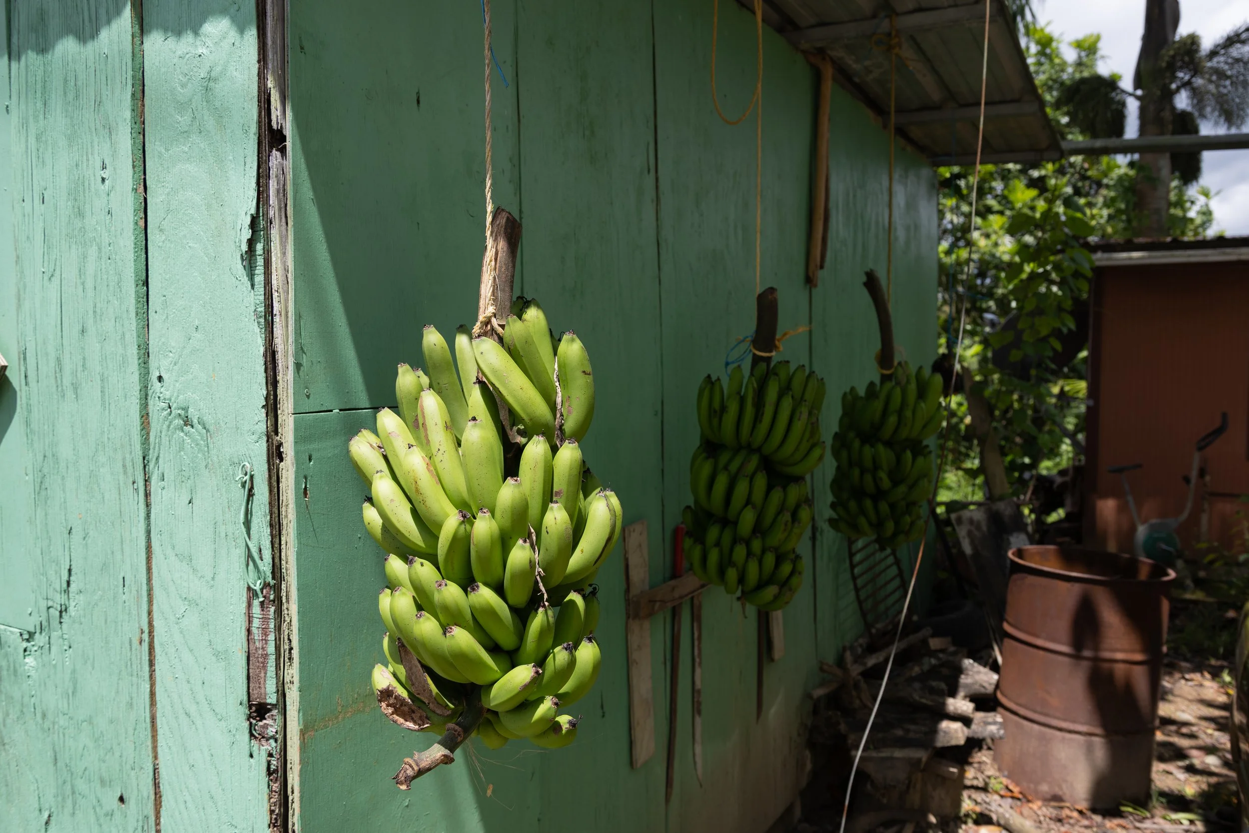 Rain Forest | Puerto Rico