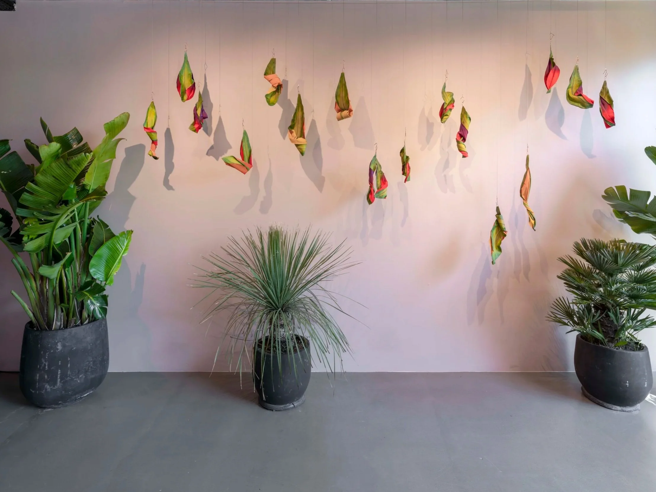 #01b The Folium Contortum Series at Artist Studio