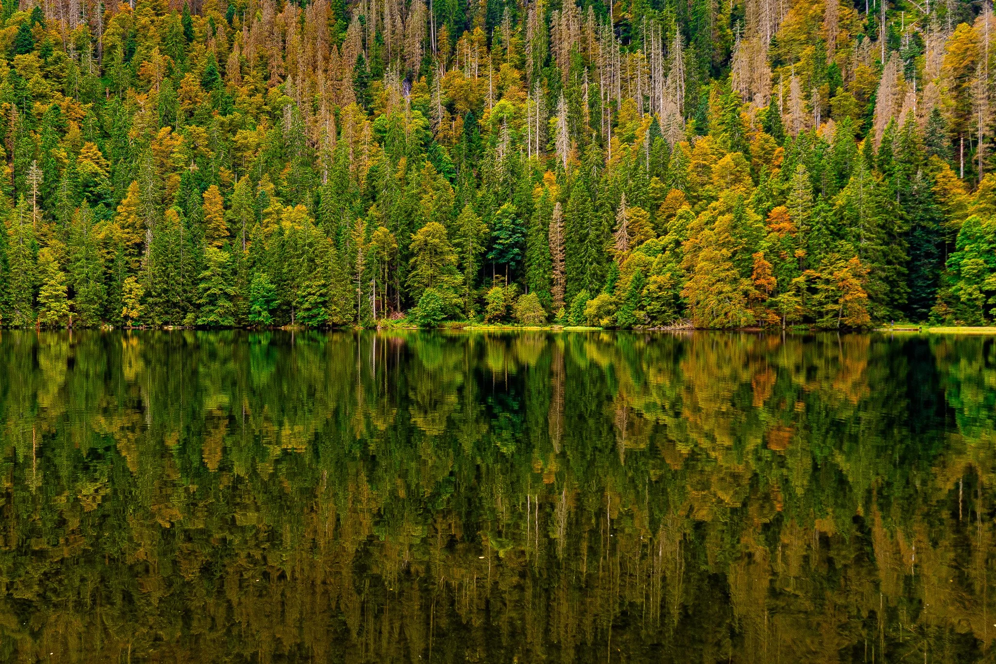 Feldsee, feldberg, baden-württemberg - 2024
