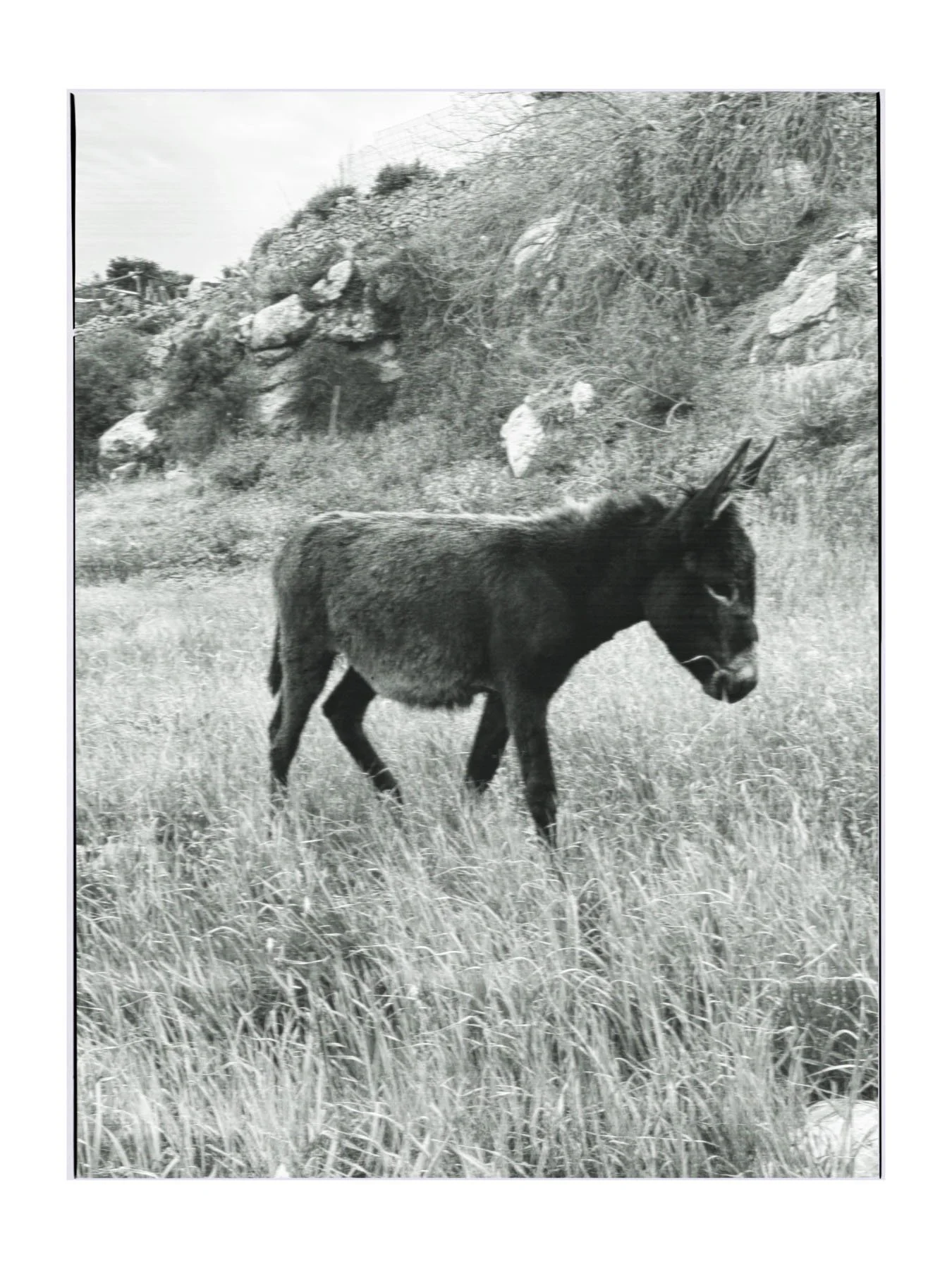 A black dog with pointed ears walking through a grassy field with rocks and trees in the background.