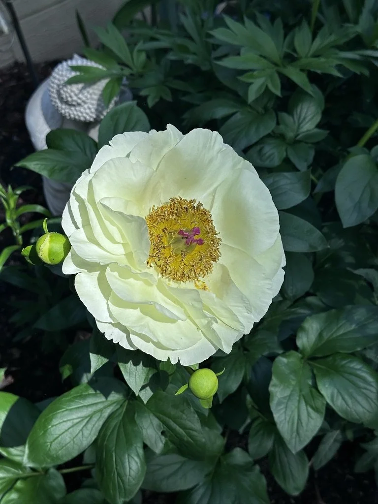 A white peony flower with yellow and pink stamens, surrounded by green leaves and two green buds, in a garden setting.