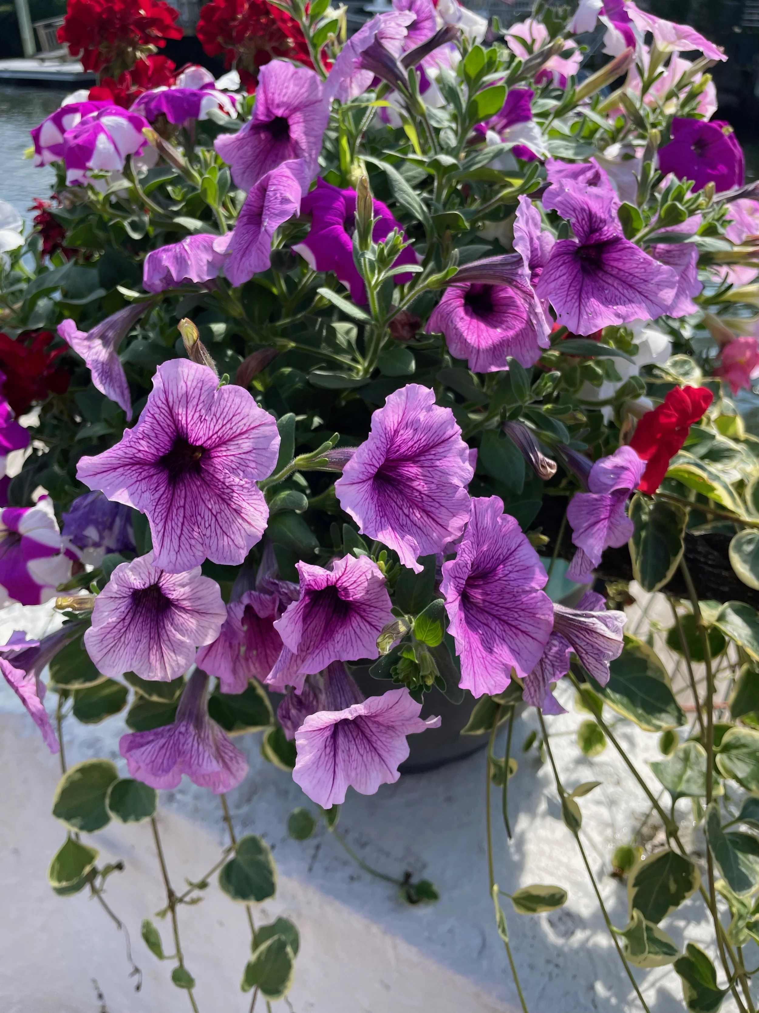 A pot of pink, purple, and red Petunia flowers on a white surface with some water in the background.